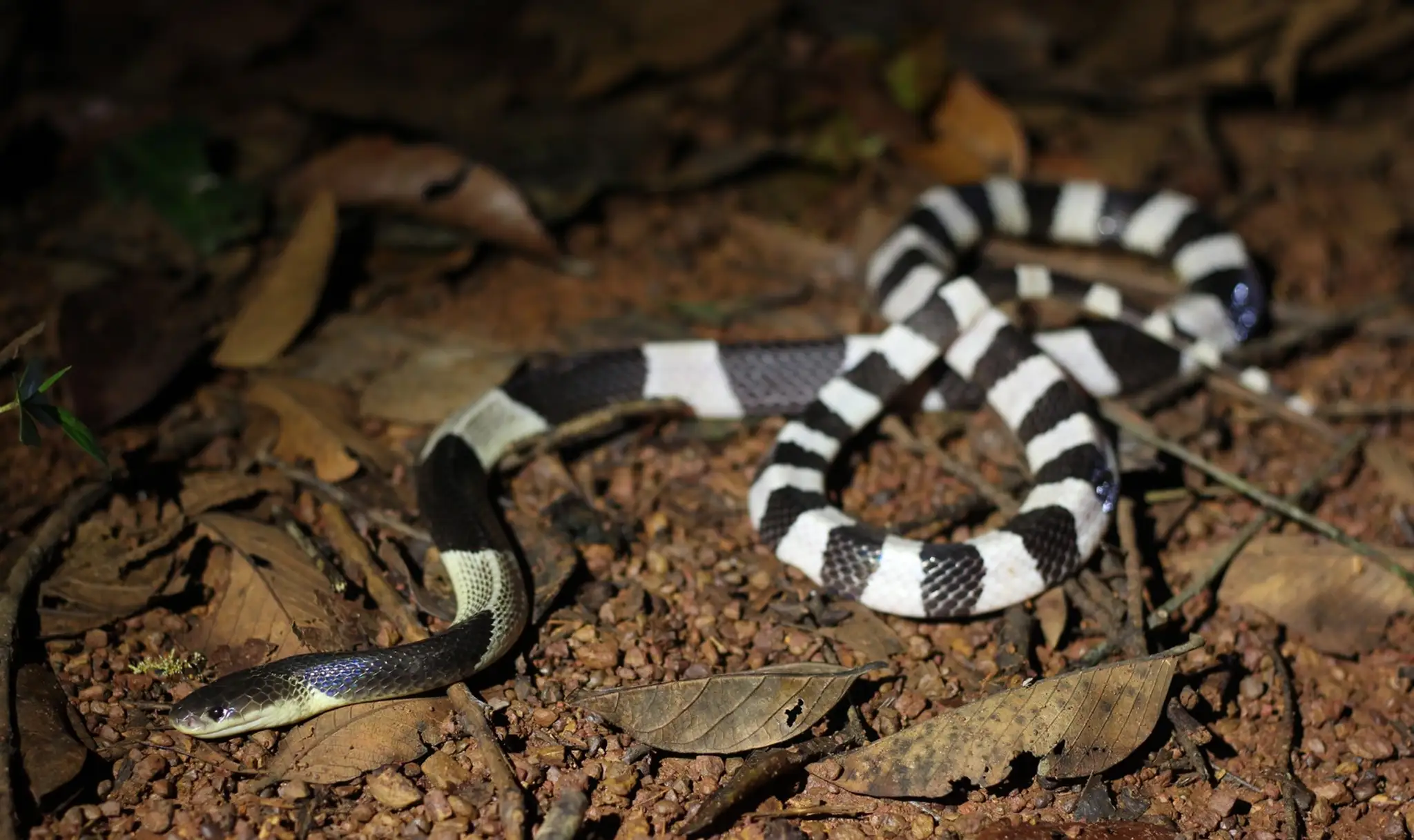 Malajská krajta (Bungarus Candidus).