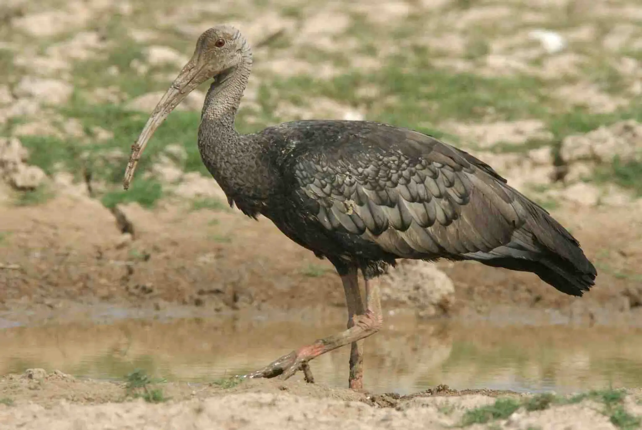 Ibis obrovský.jpg