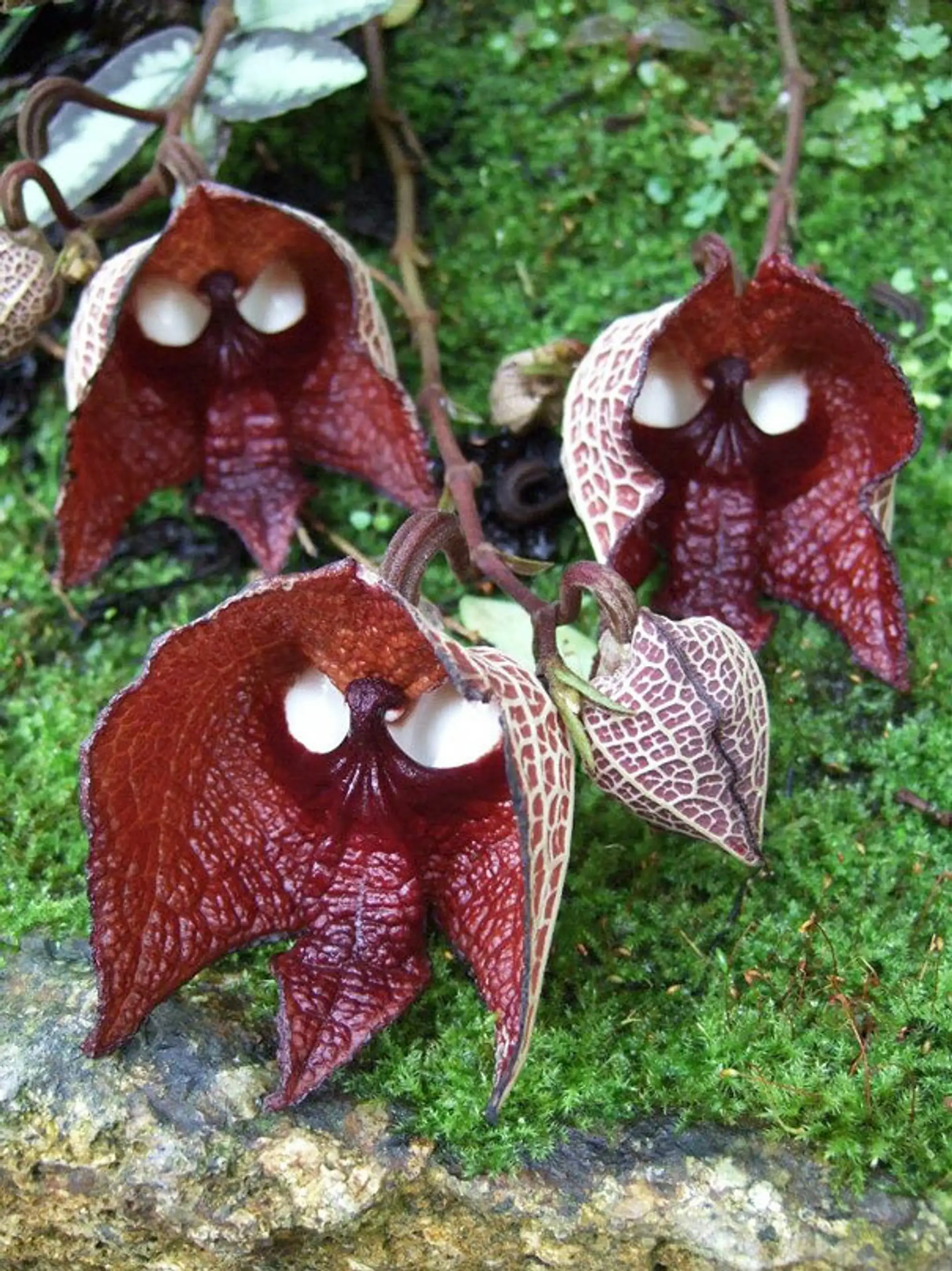 Kvet, ktorý vyzerá ako živý. Darth Vader (Aristolochia Salvadorensis)