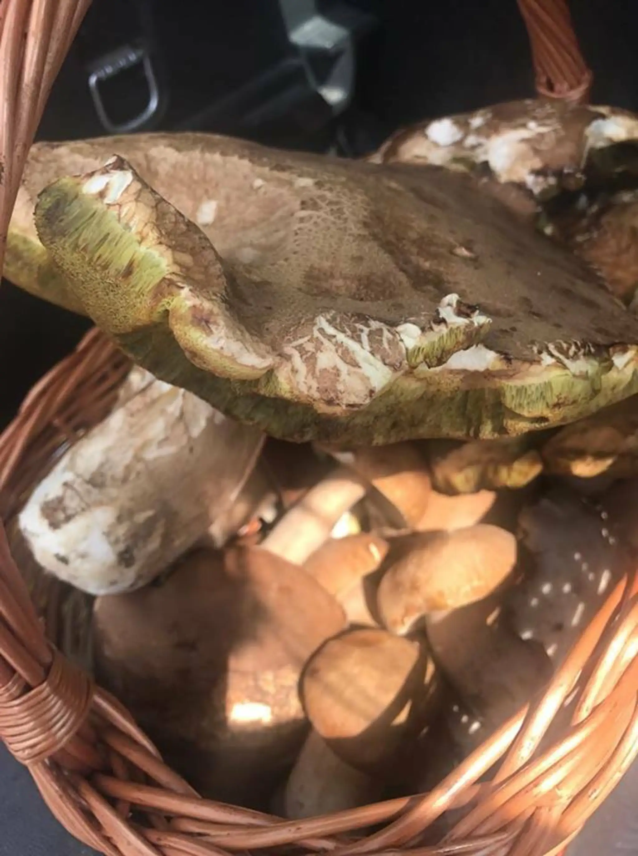 Hríby nazbierané v okolí Borinky na západe Slovenska