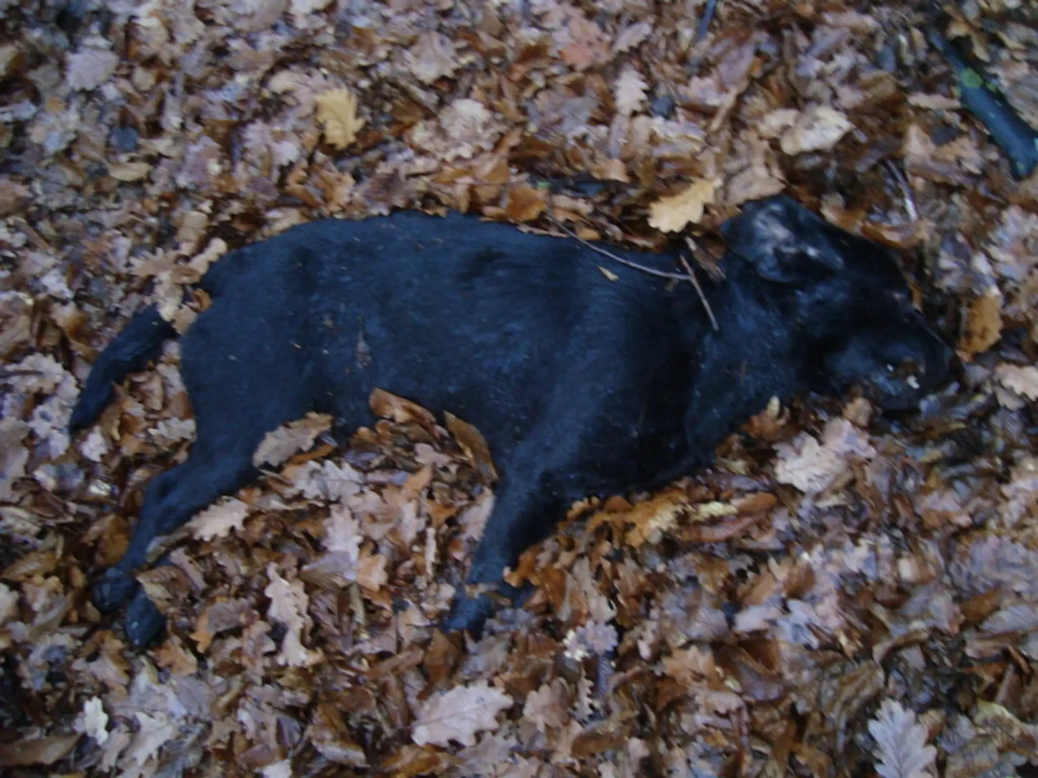 Utýraný labrador