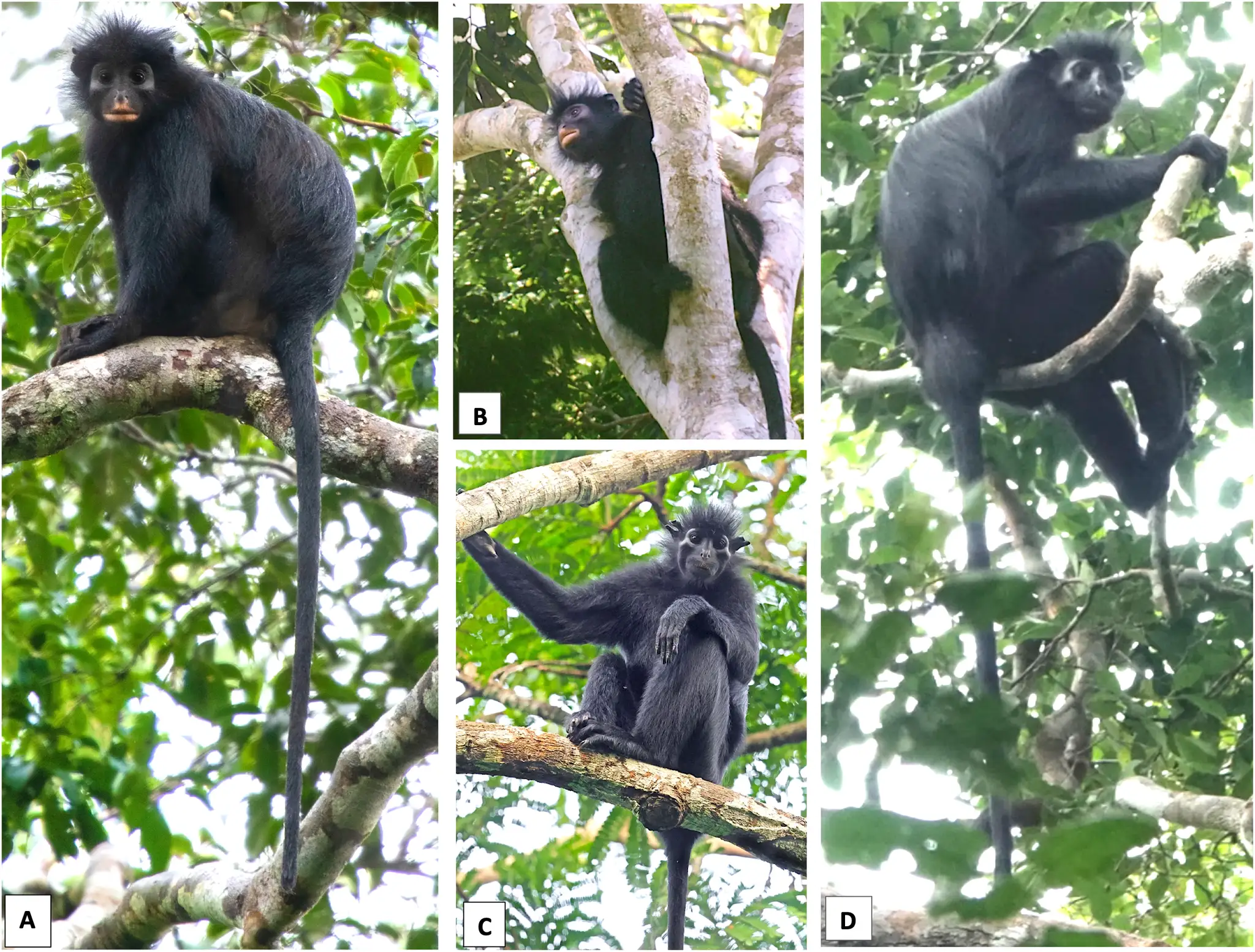 Colobus congoensis.