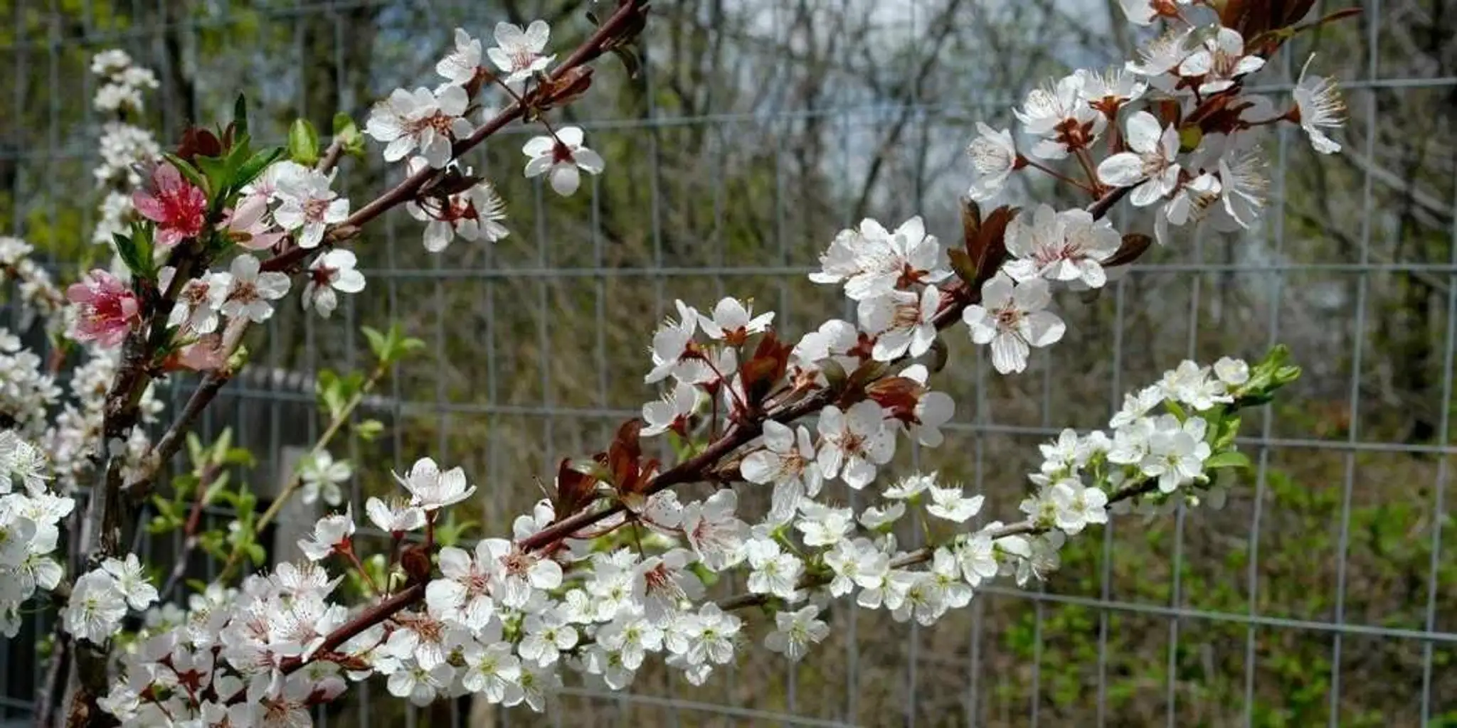 tree-of-40-fruit-1.jpg