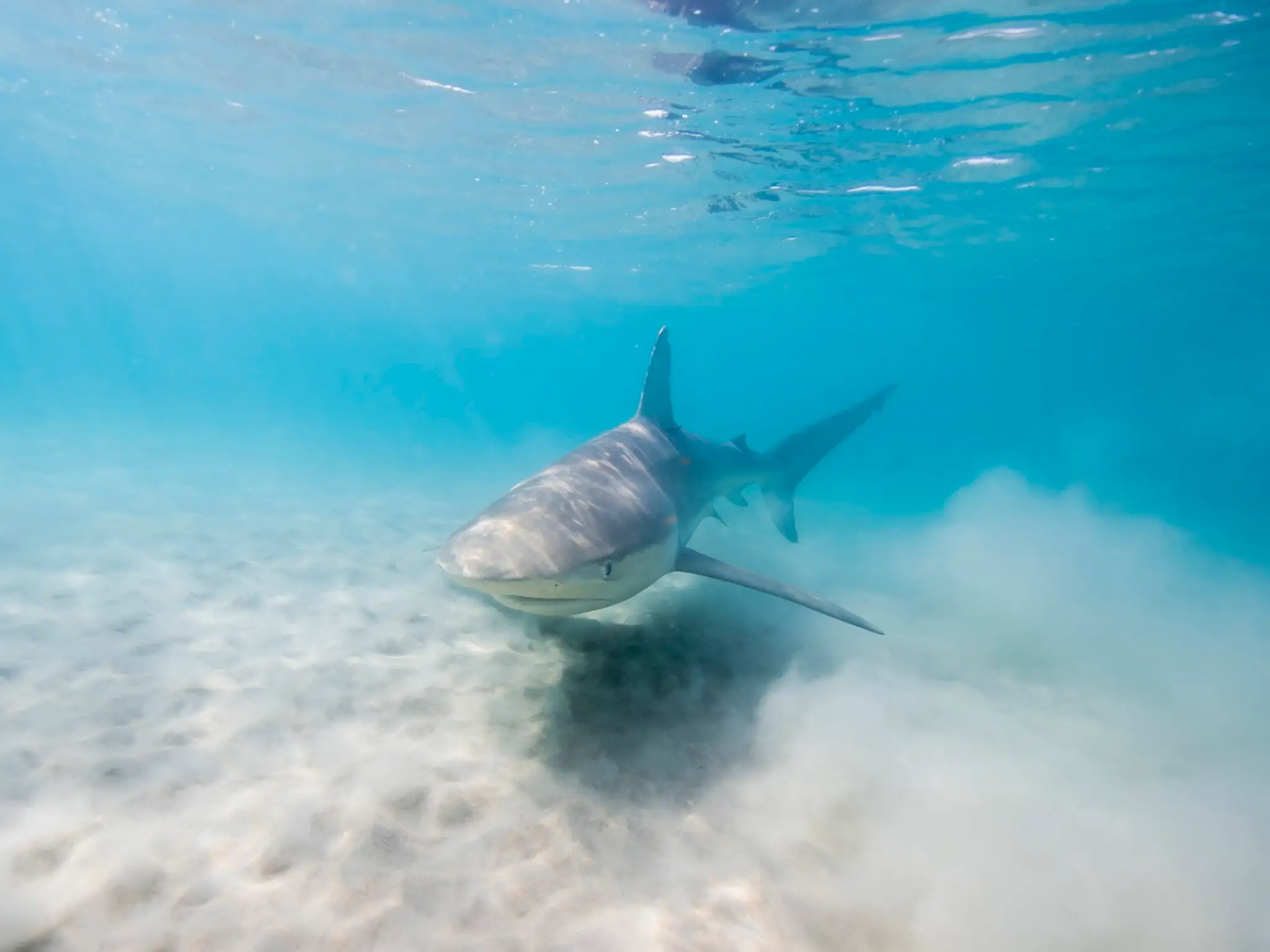 žralok tmavý (Carcharhinus obscurus)