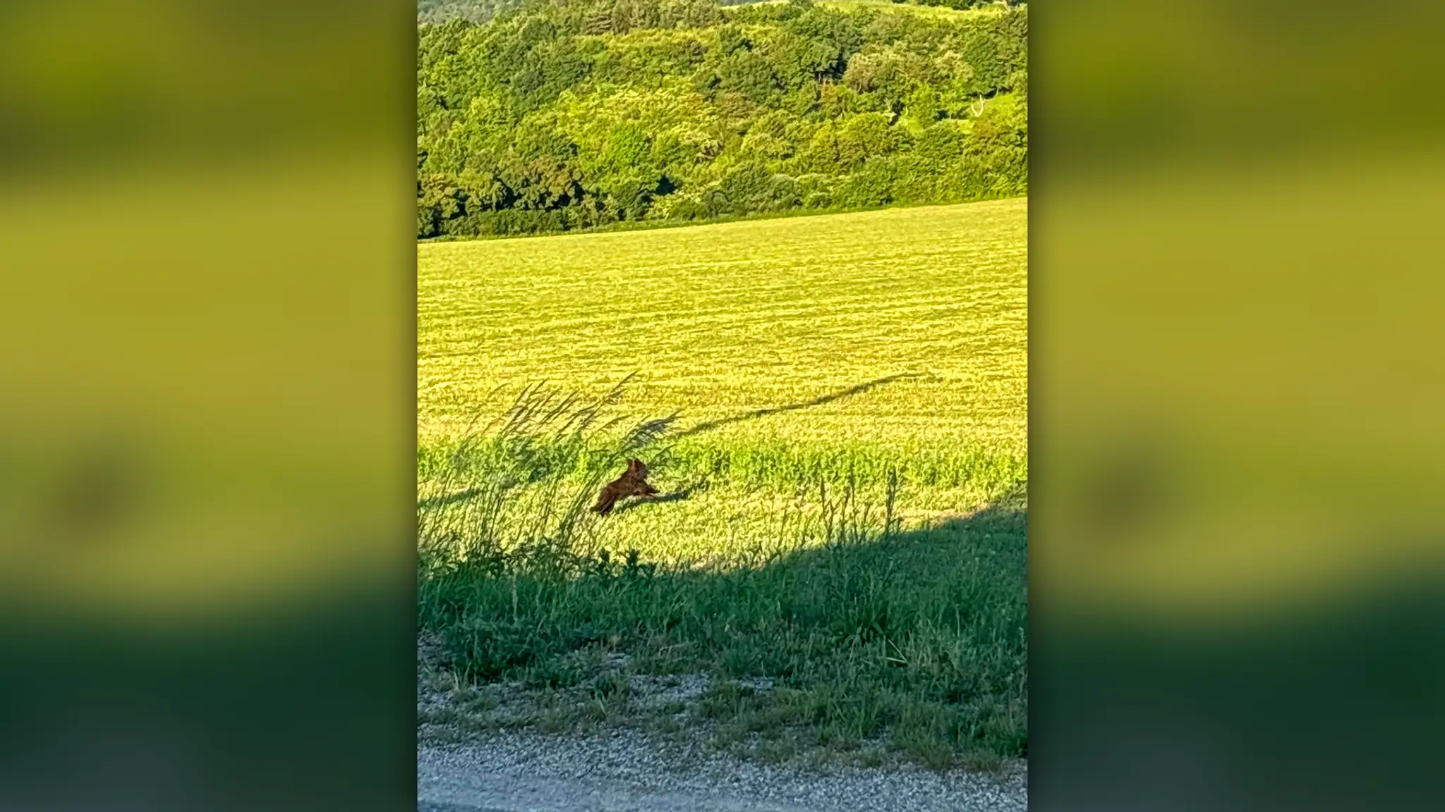 Na snímke medvieďa, ktoré hľadajú v Beluši.