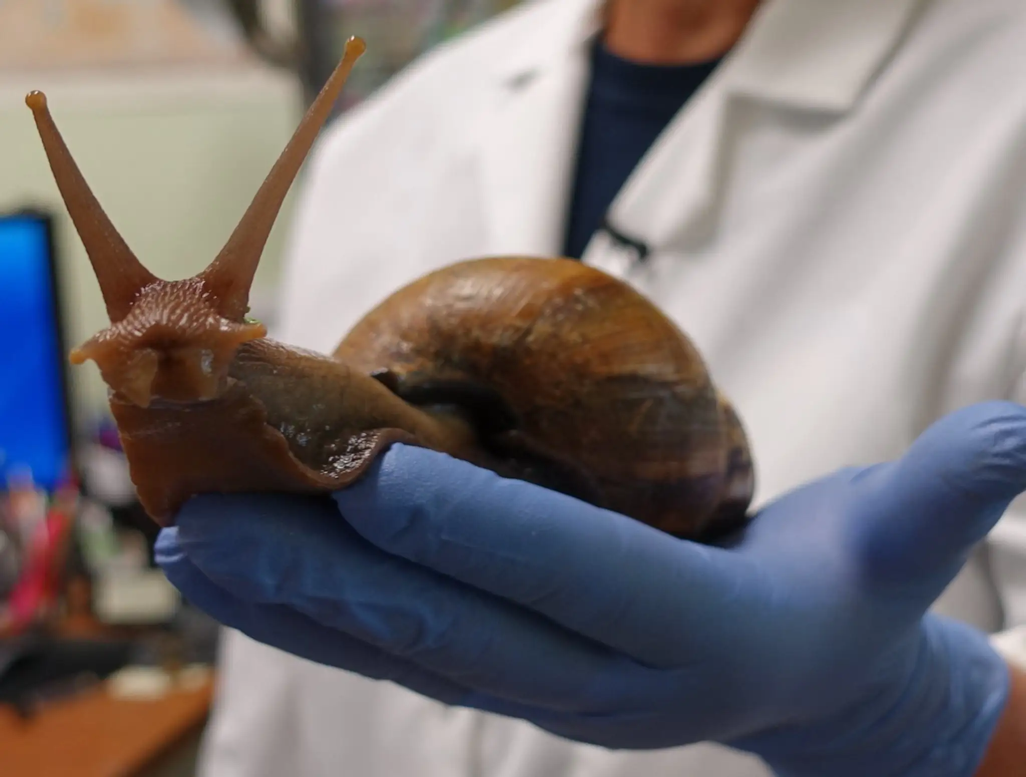 Oblovka žravá (Lissachatina Fulica)