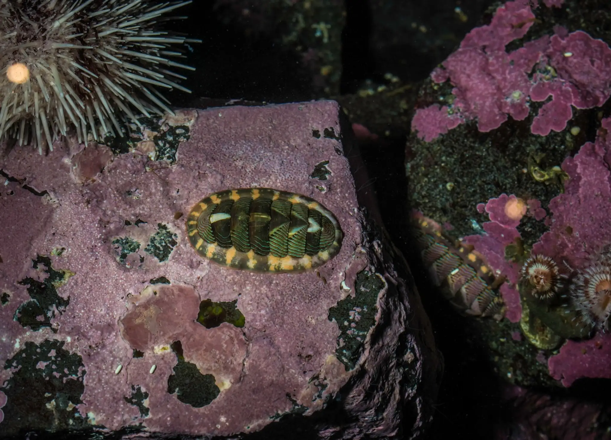 tonicela červovitá (lat. Tonicella lineata).