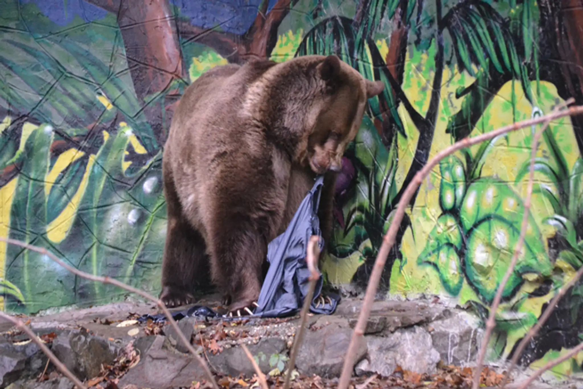 Medveď v bratislavskej zoo trhá rifle, ktoré pôjdu do dražby.