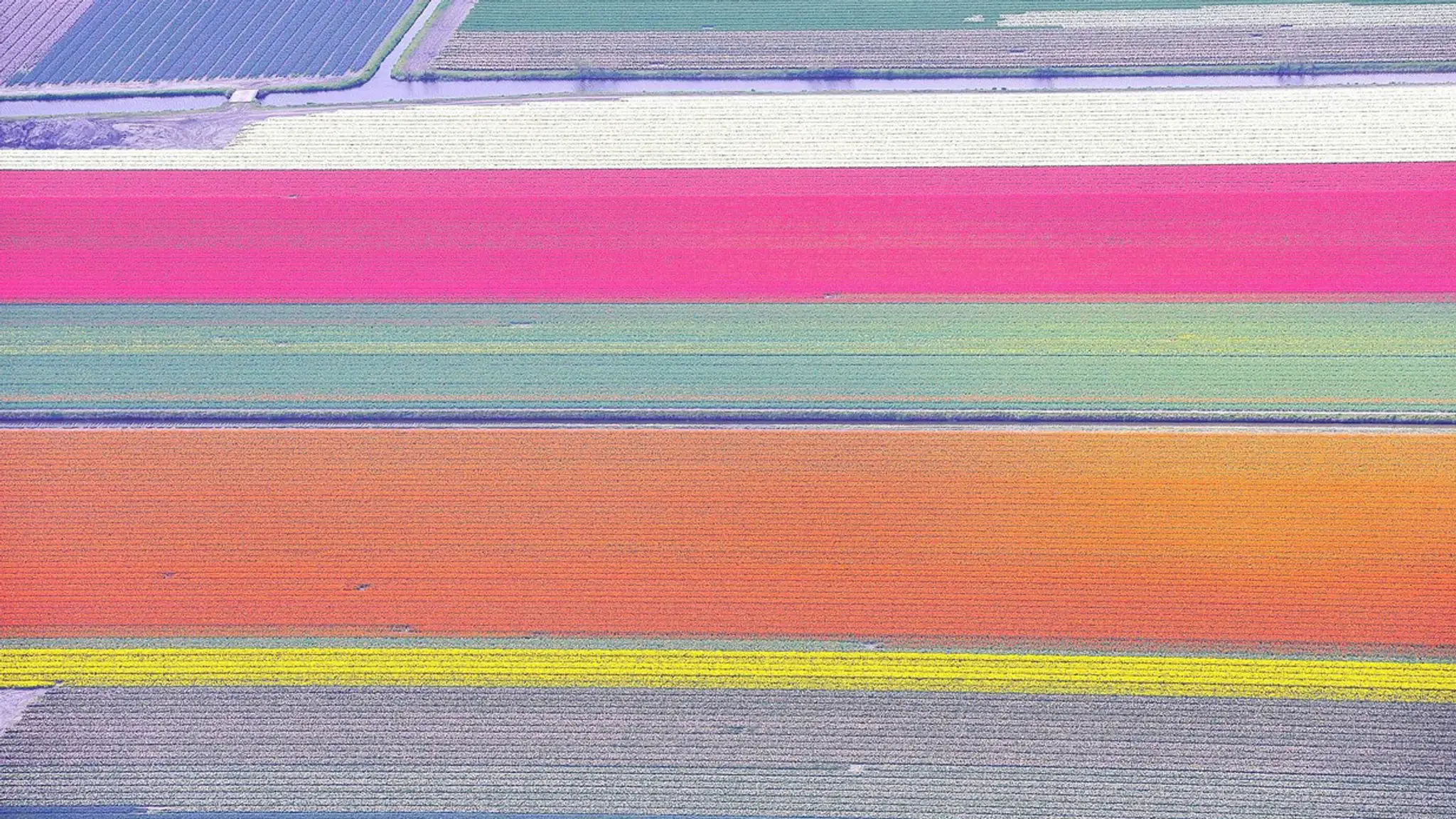 Tulipánové pole z Holandska. 