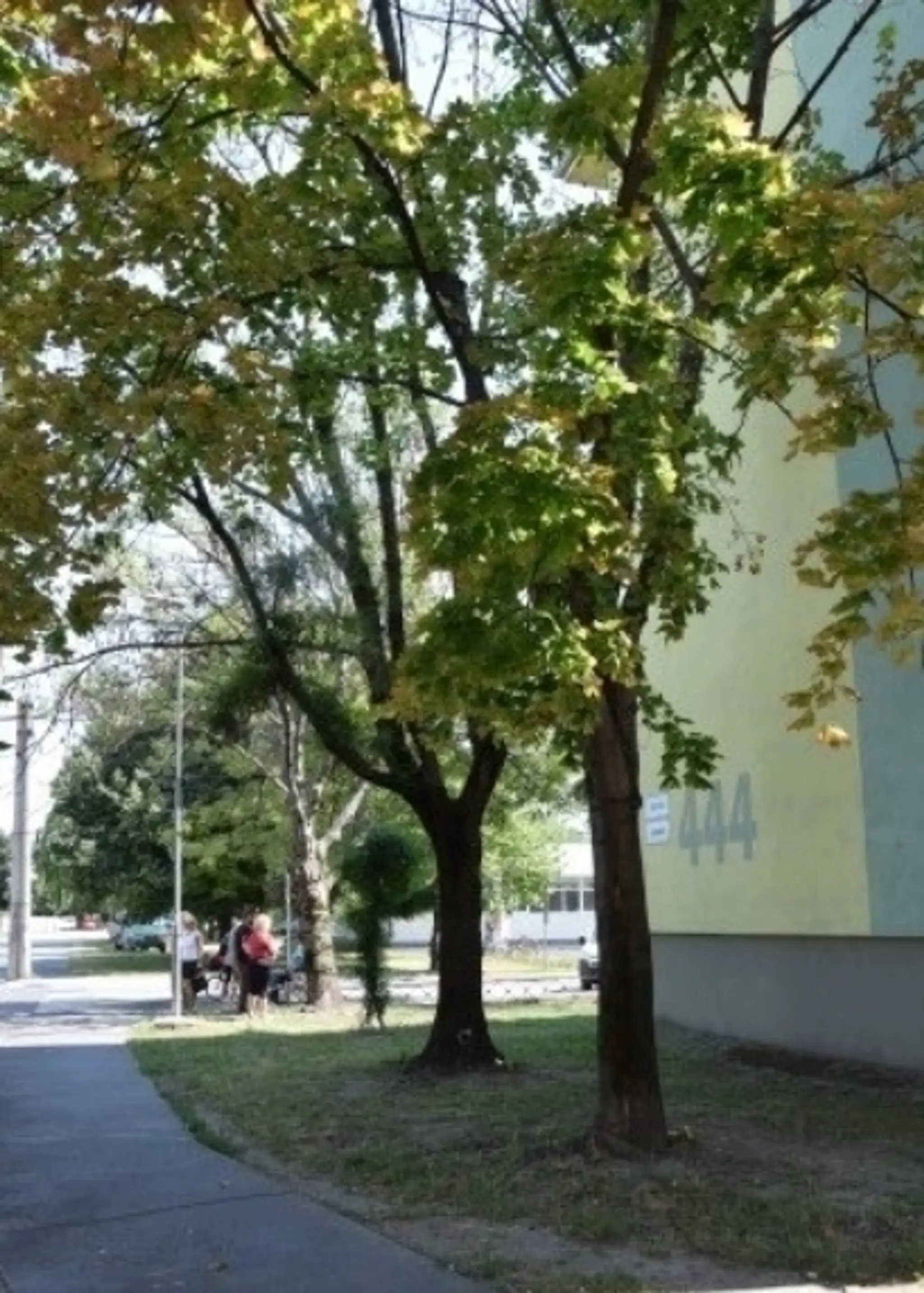 Poškodené stromy.