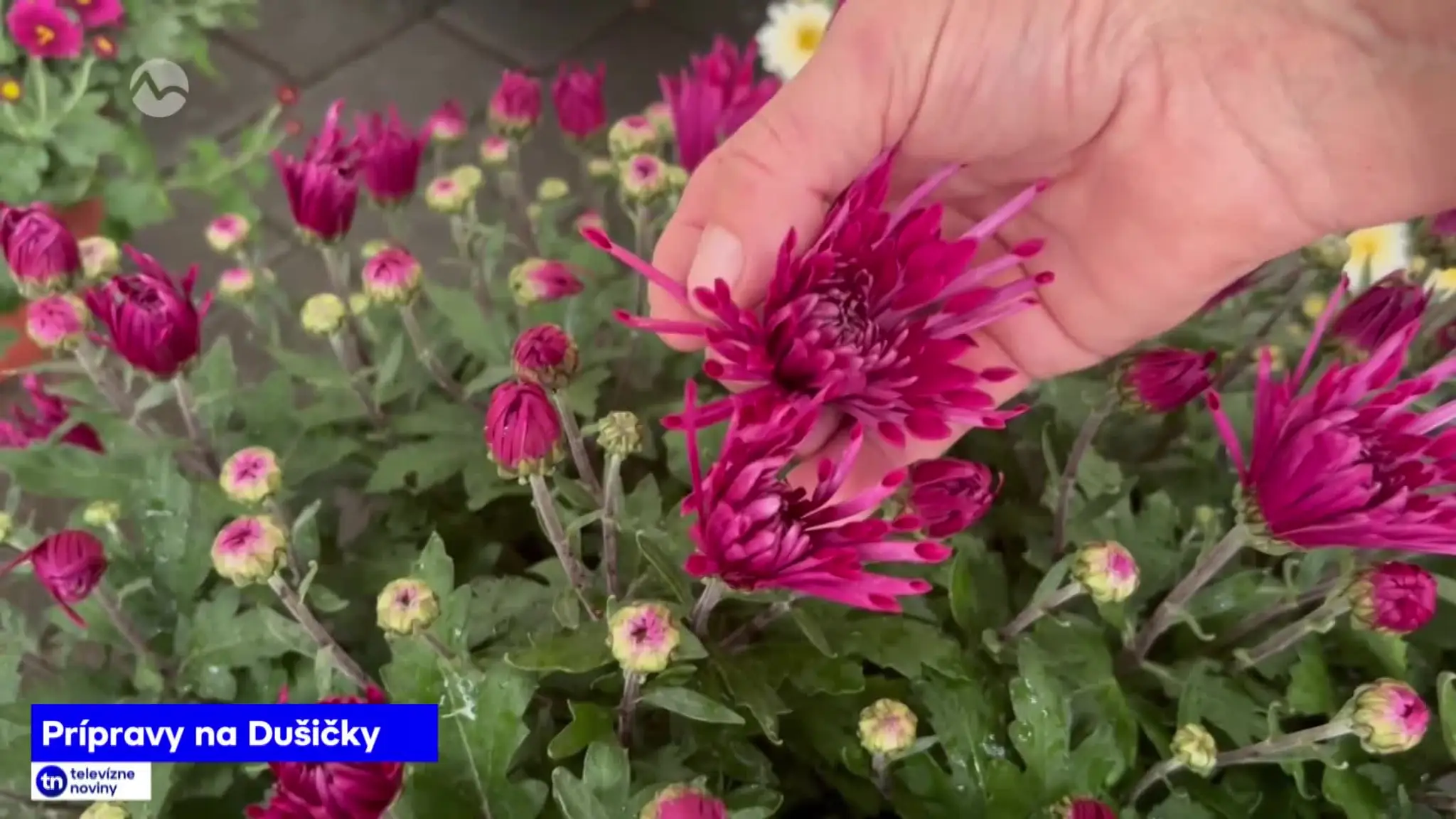 2026-10-24-TN-5-Pripravy-na-dusicky