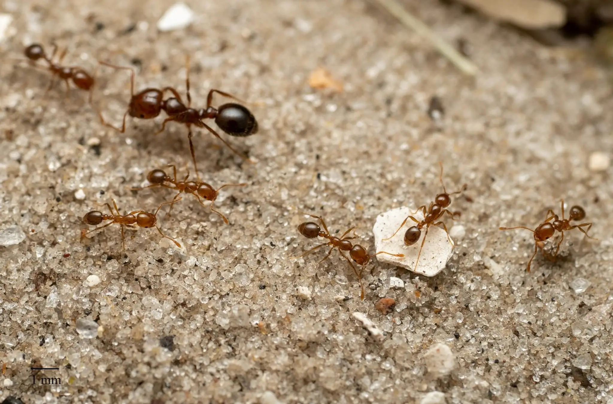 Červený mravec ohnivý (Solenopsis invicta)
