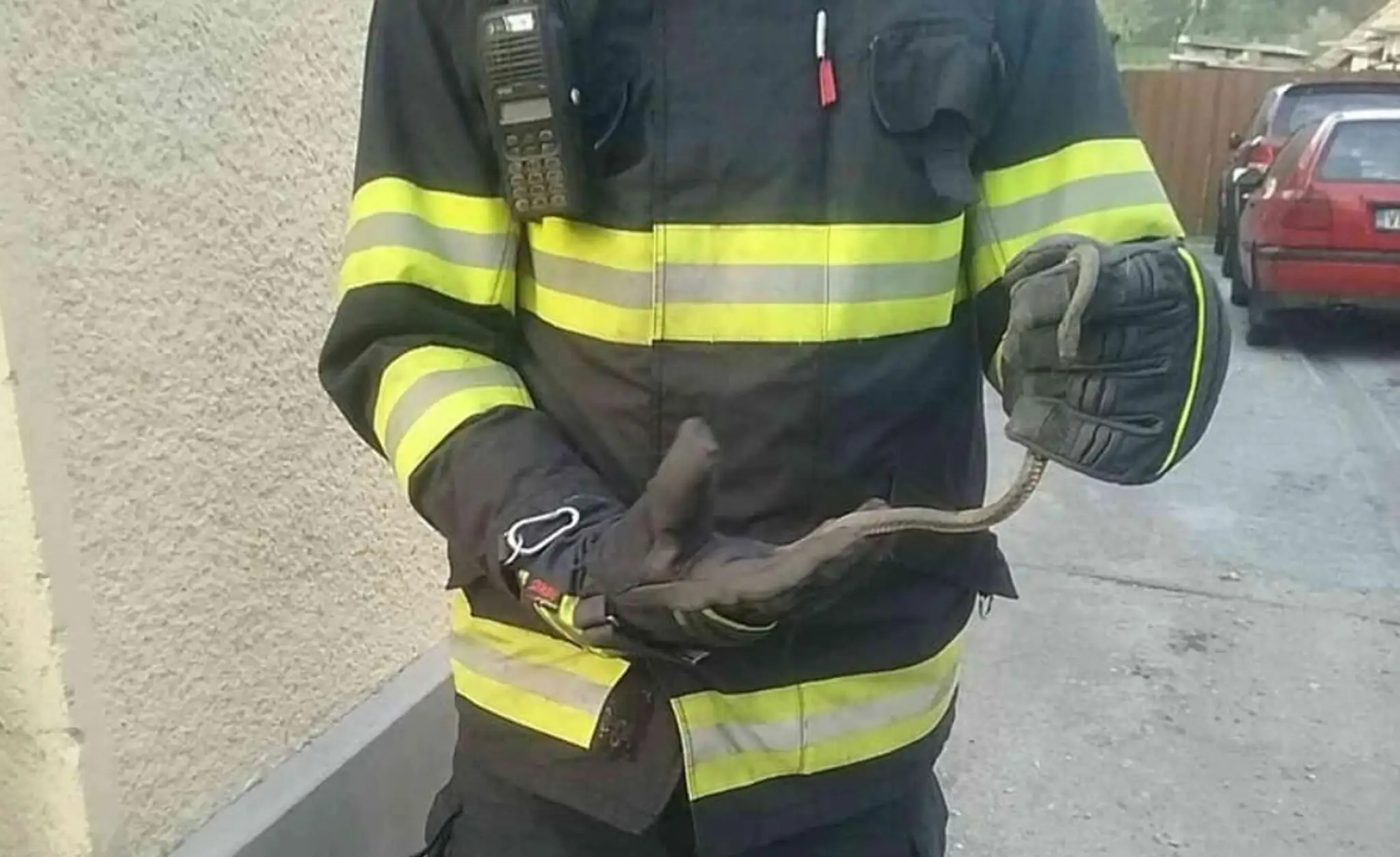 Hada odchytil hasič.