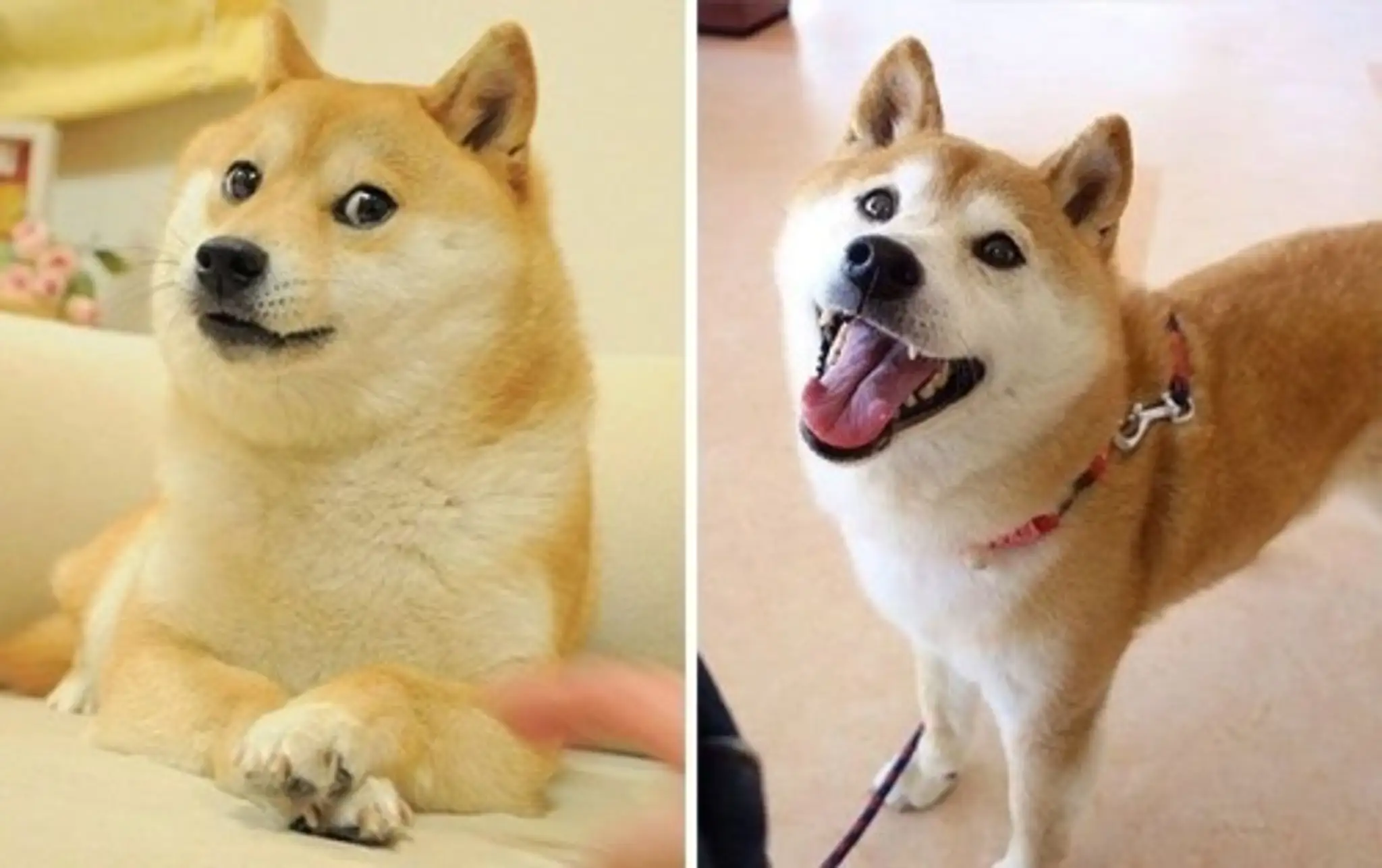 Prekvapený pes Doge.