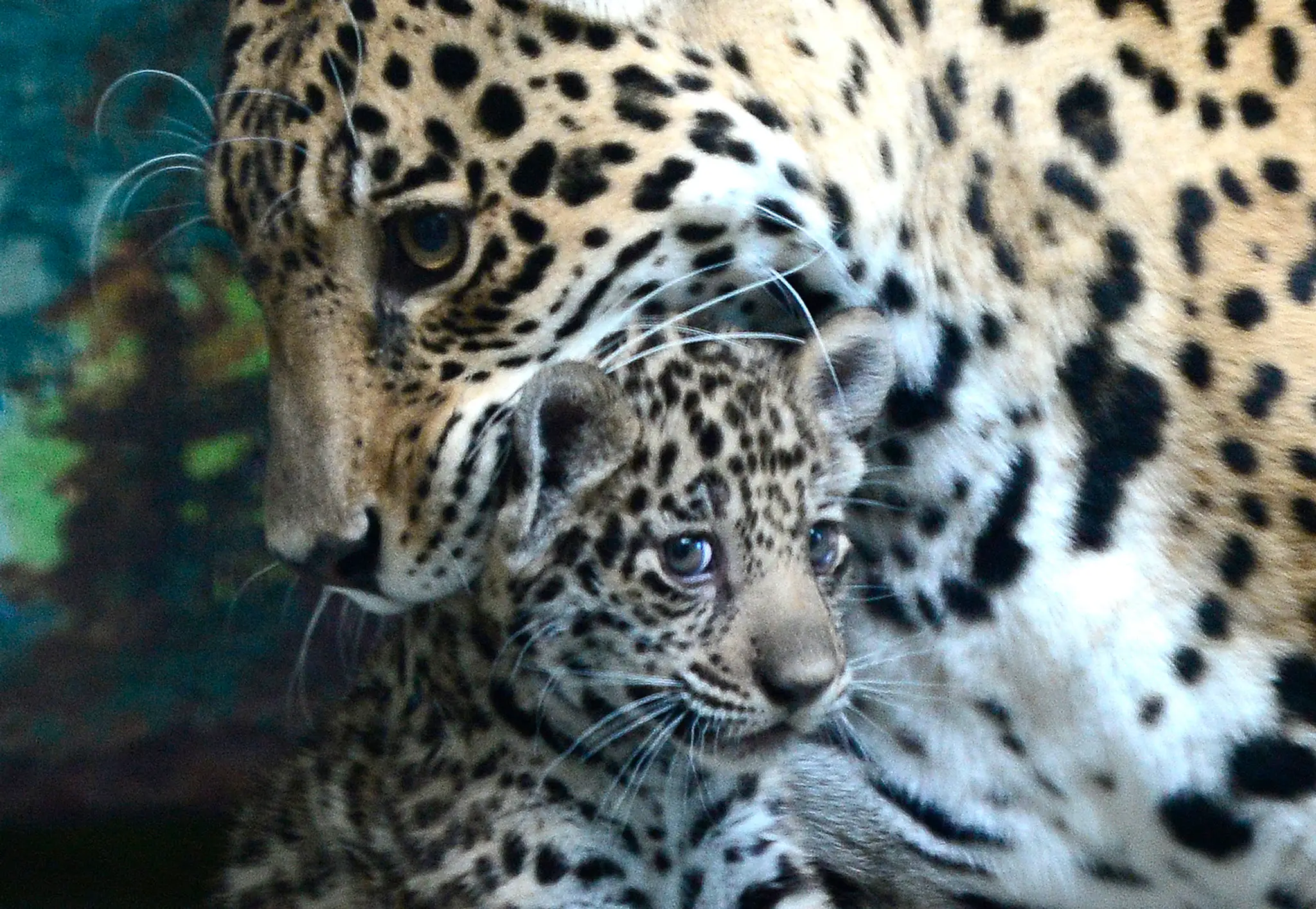 20140701_jaguar2164221_edited-1.jpg