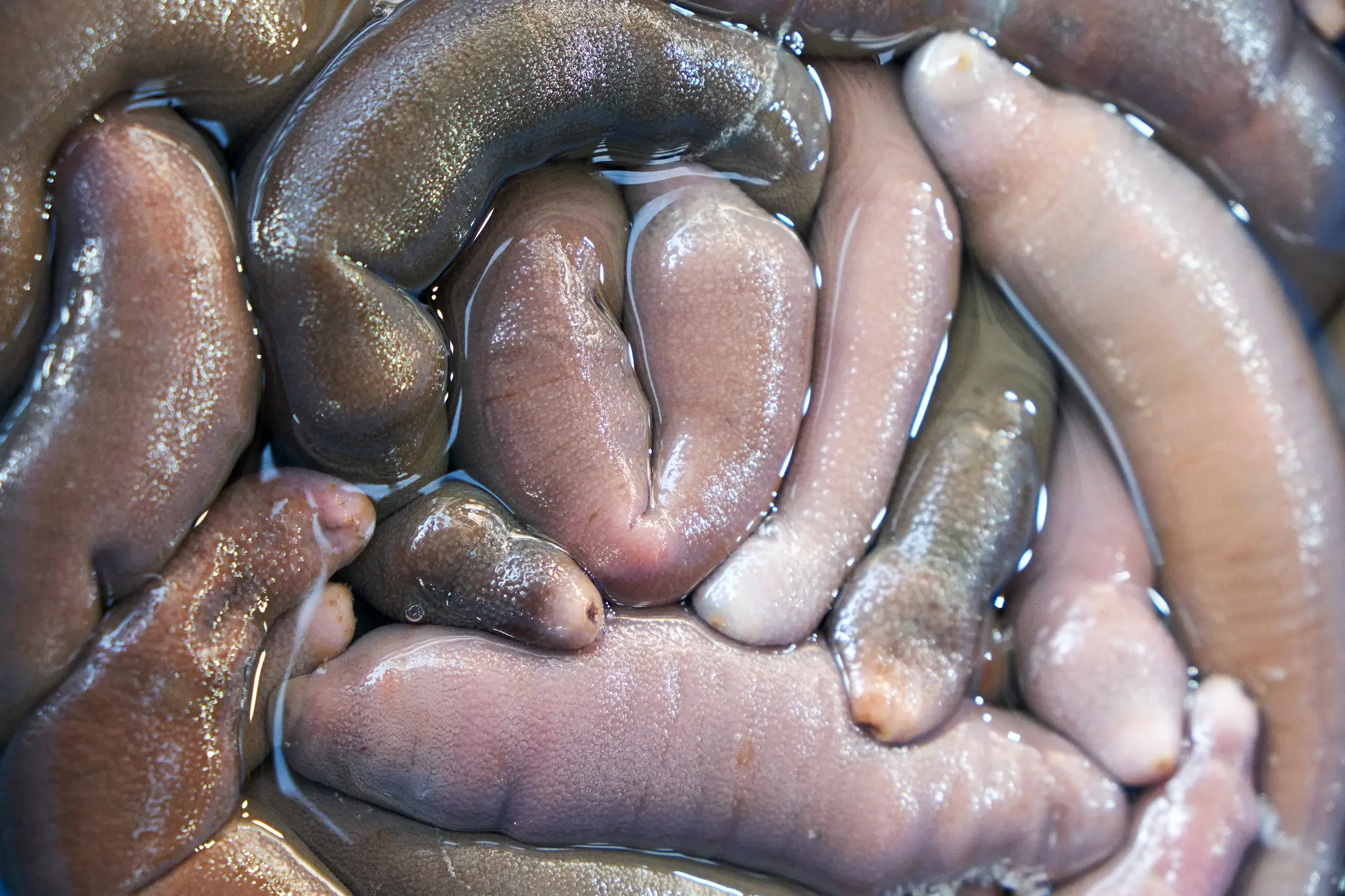 Penisová ryba (Urechis unicinctus)