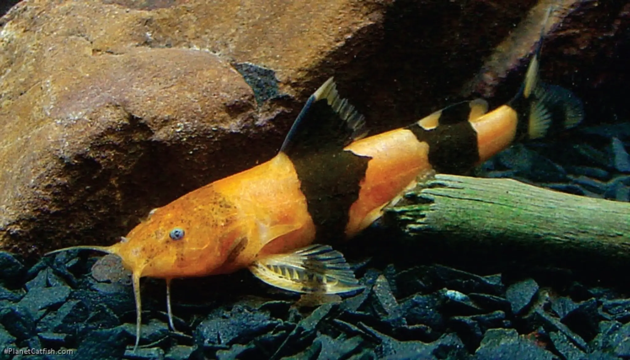 Rhyacoglanis paranensis