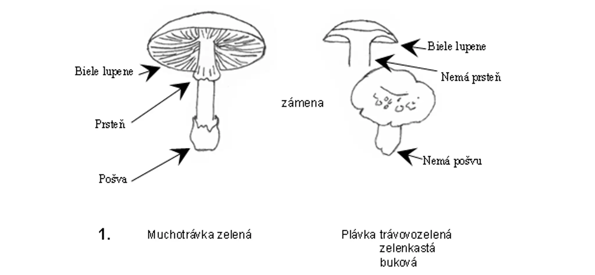 Muchotrávka zelená vs. Plávka.