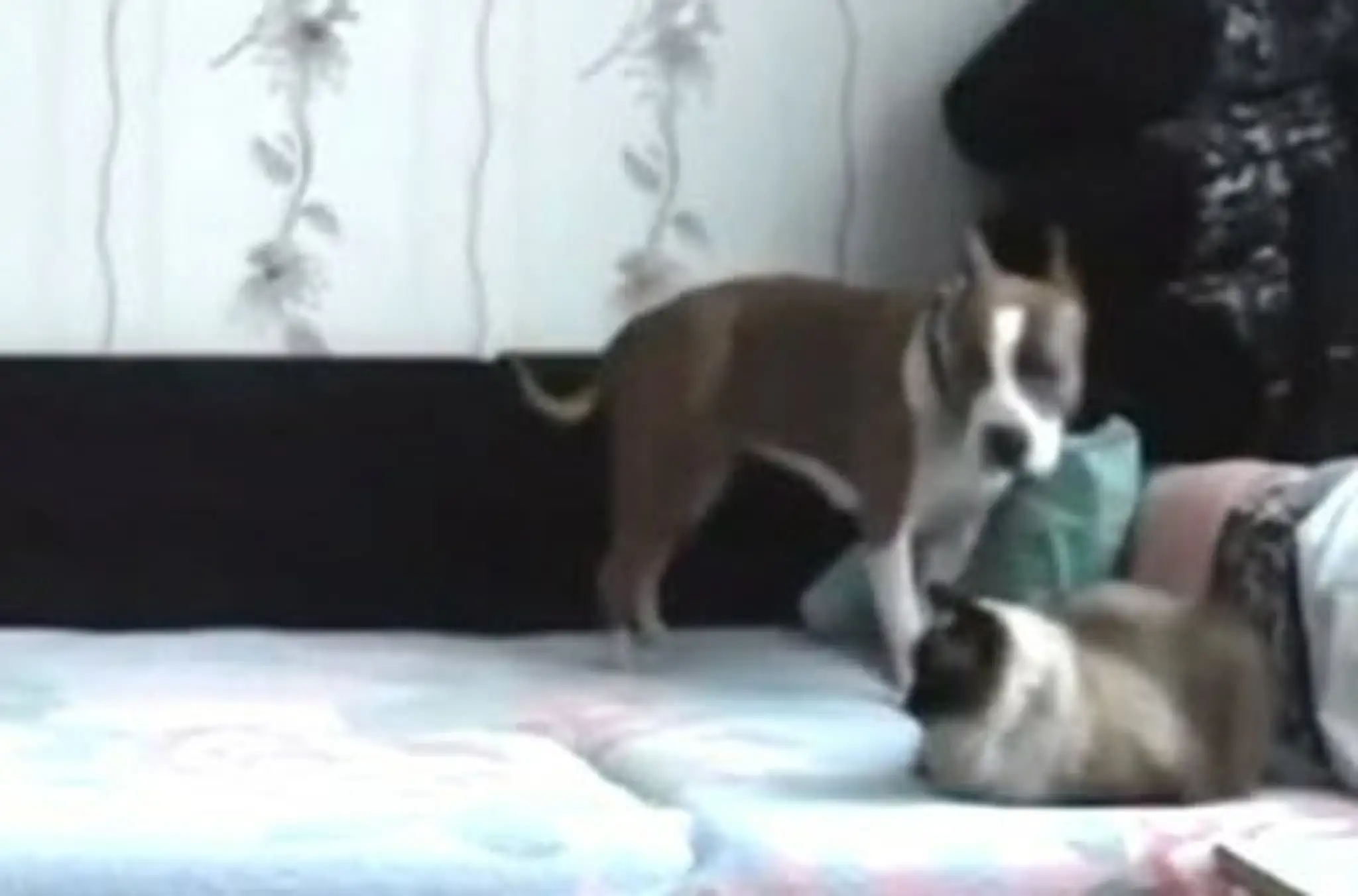 dog-not-allowed-on-bed-400x264.jpg