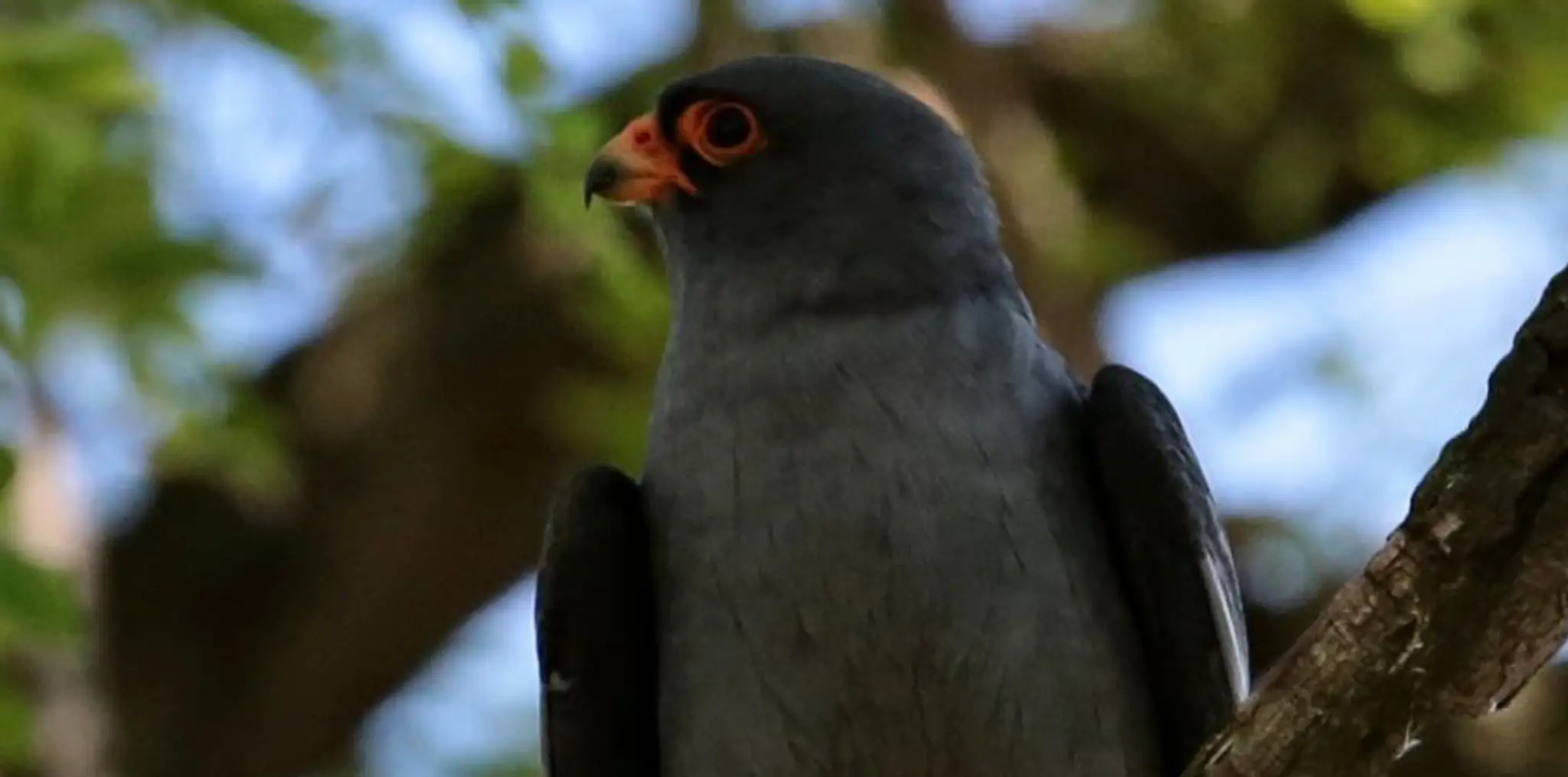 sok II.jpg