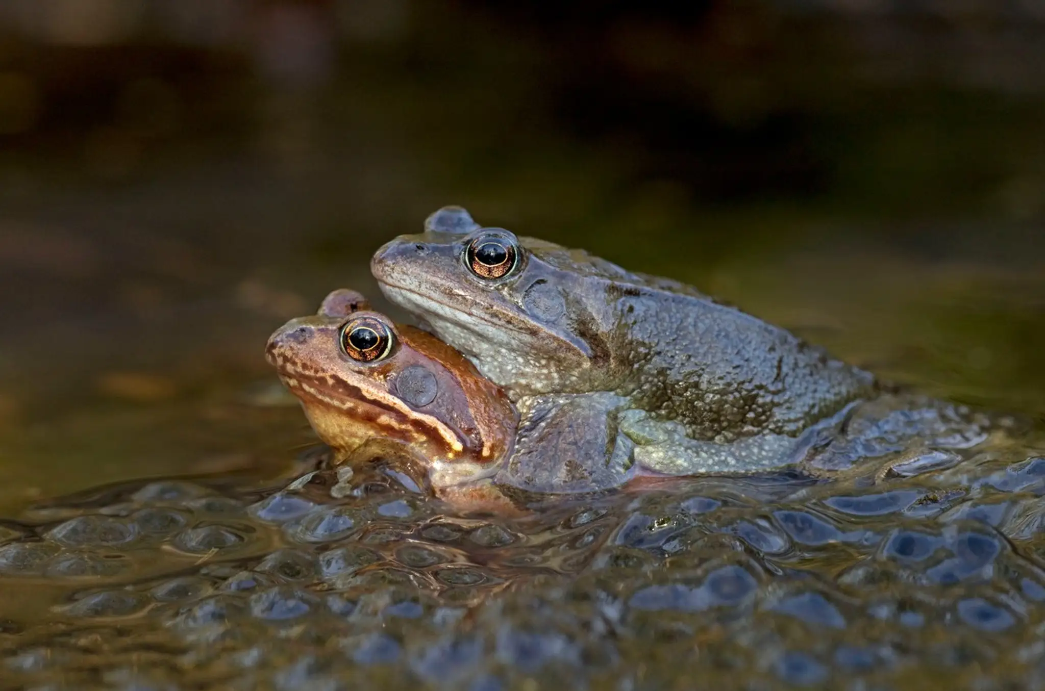 Žaby