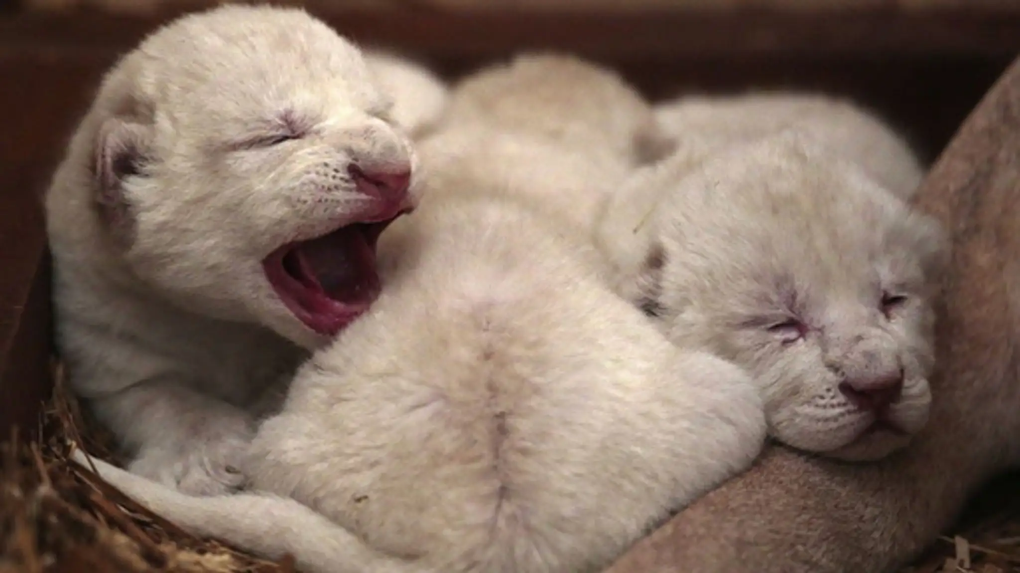 white-lion-cubs-3107396.jpg