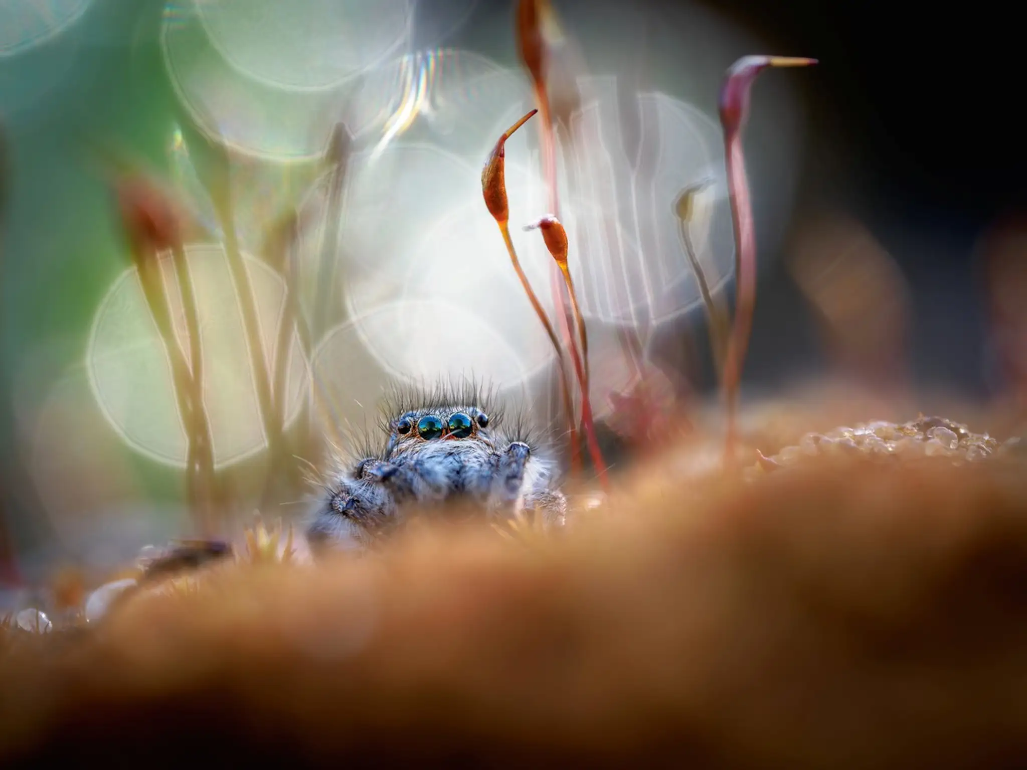 Víťaz kategórie Makrofotografia: Rojko(pavúk Philaeus chrysops). 