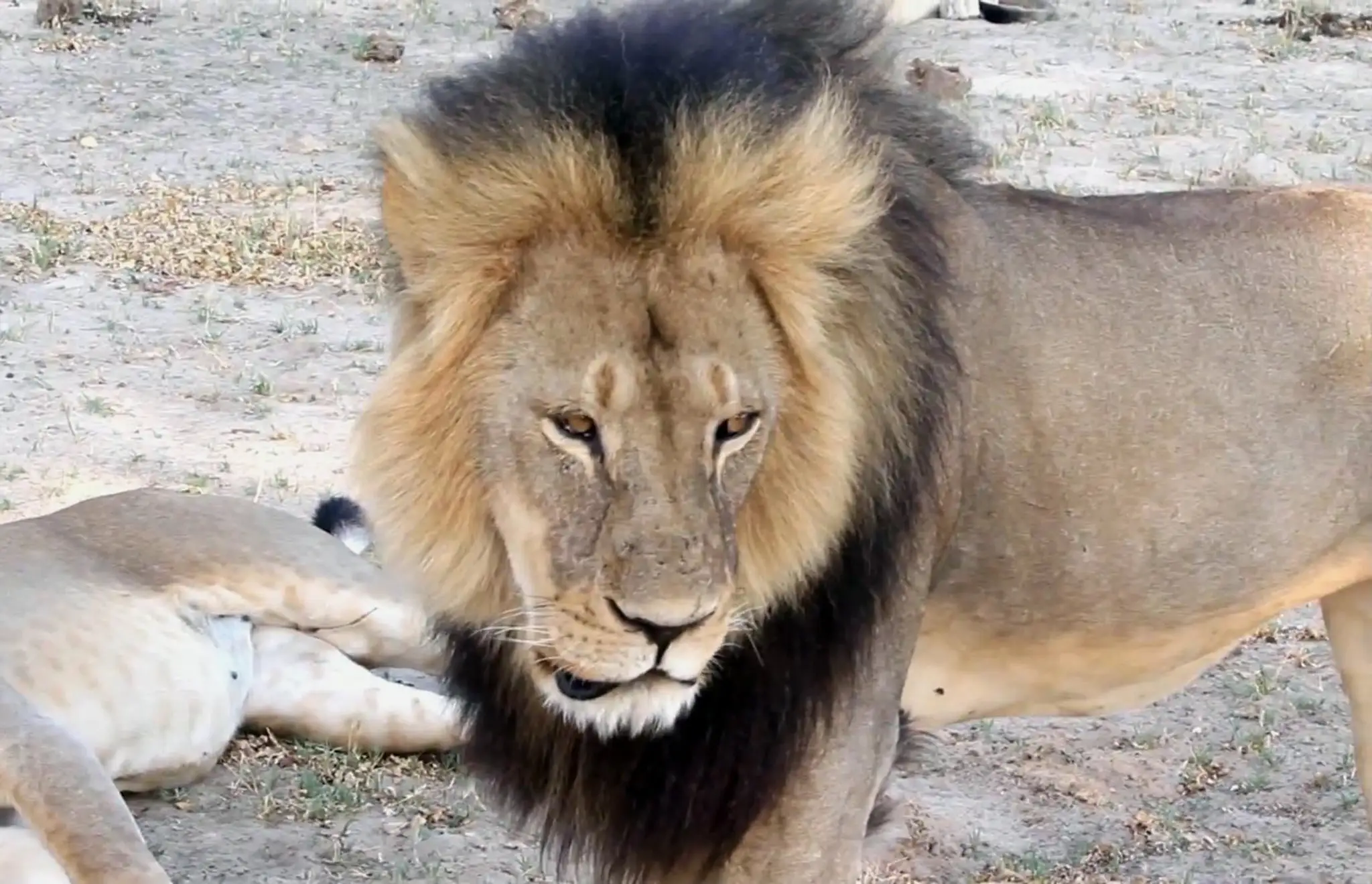 Cecil bol symbolom národného parku