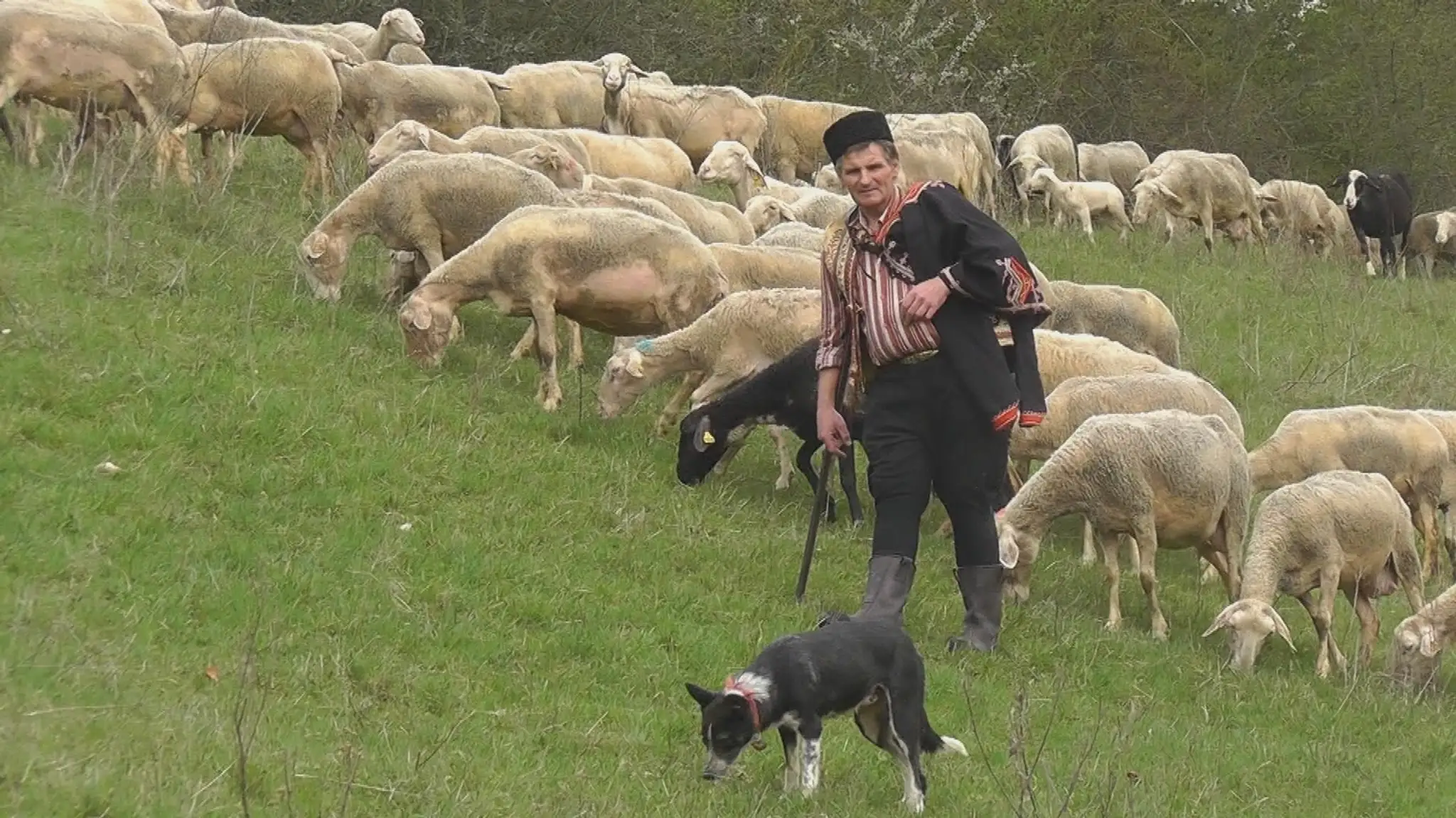 Peter Hatala svoju prácu s ovcami a vernými psami miloval. 