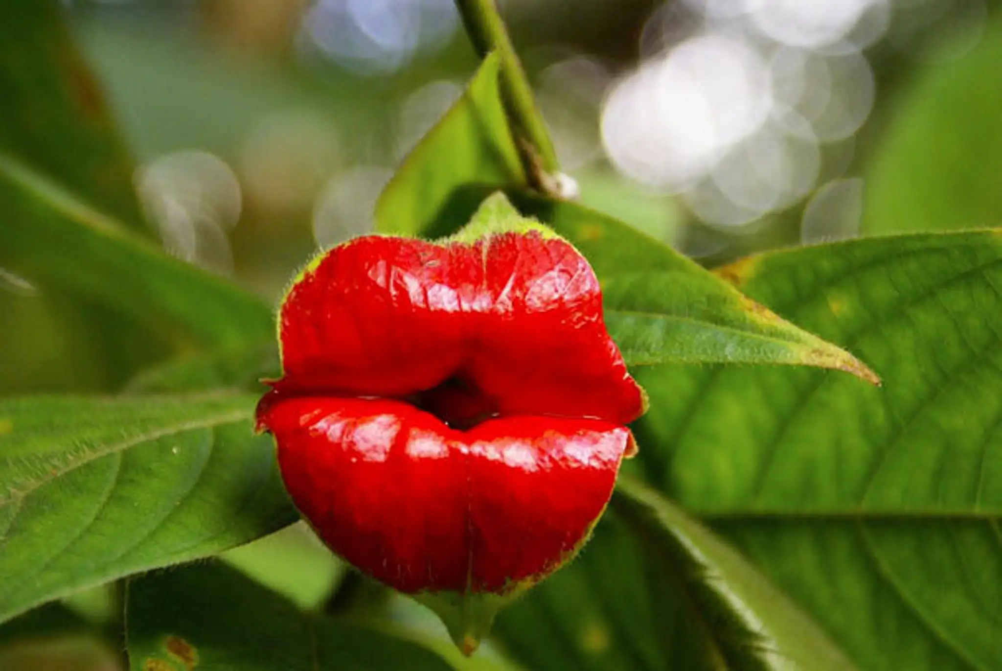 Kvet, ktorý vyzerá ako živý. Hooker’s Lips (Psychotria Elata)