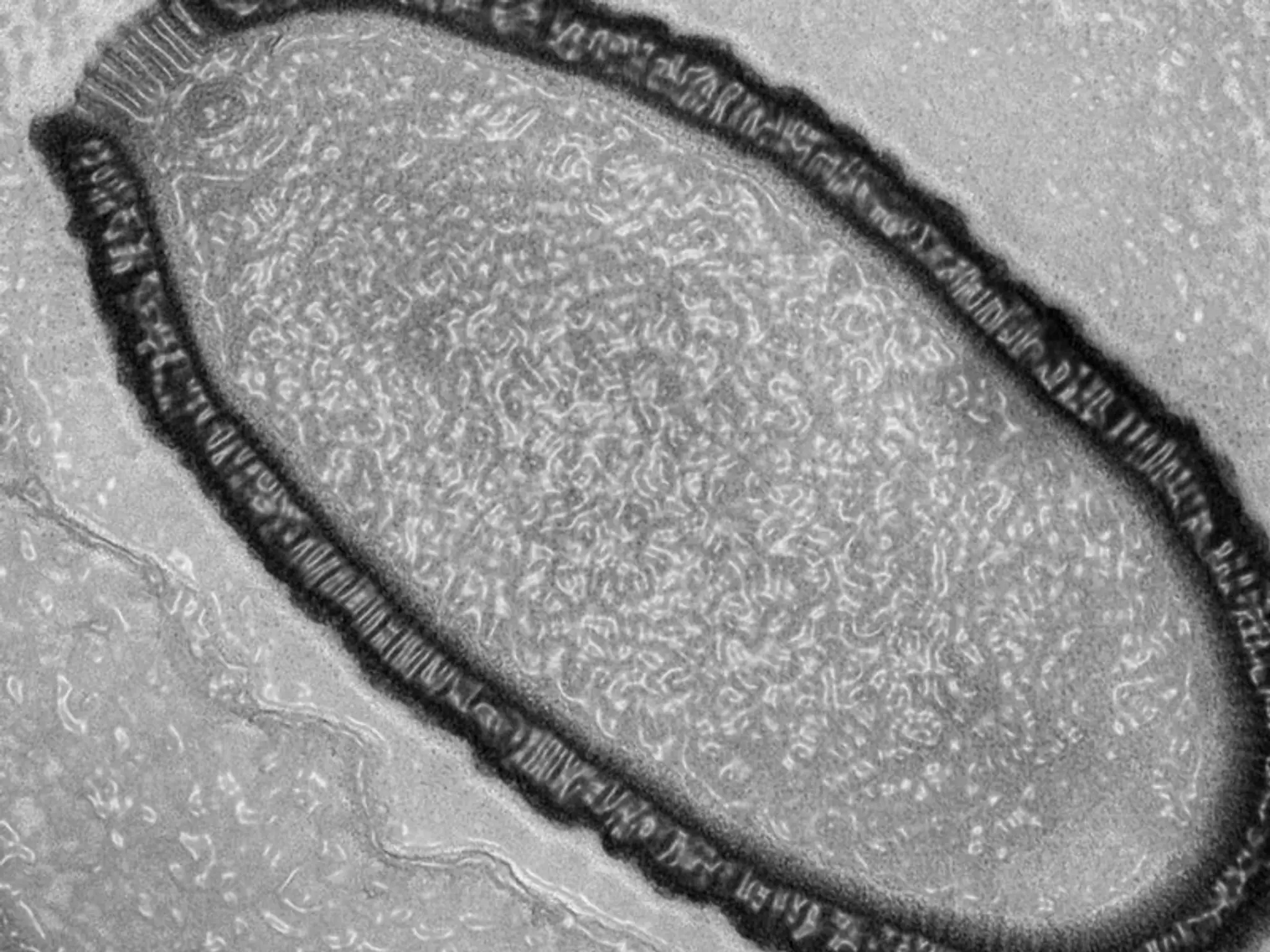Pithovirus sibericum, vírus
