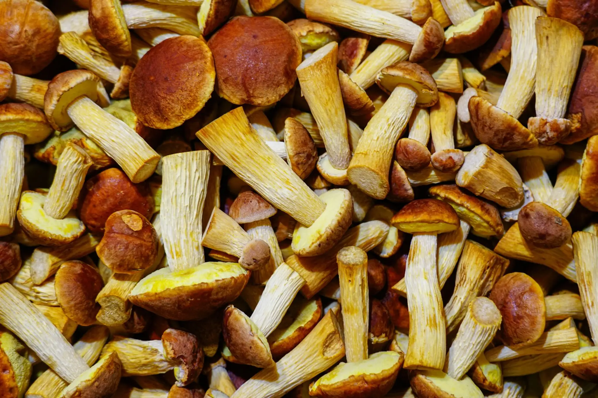 Zlatohríb  (Aureoboletus projectellus).