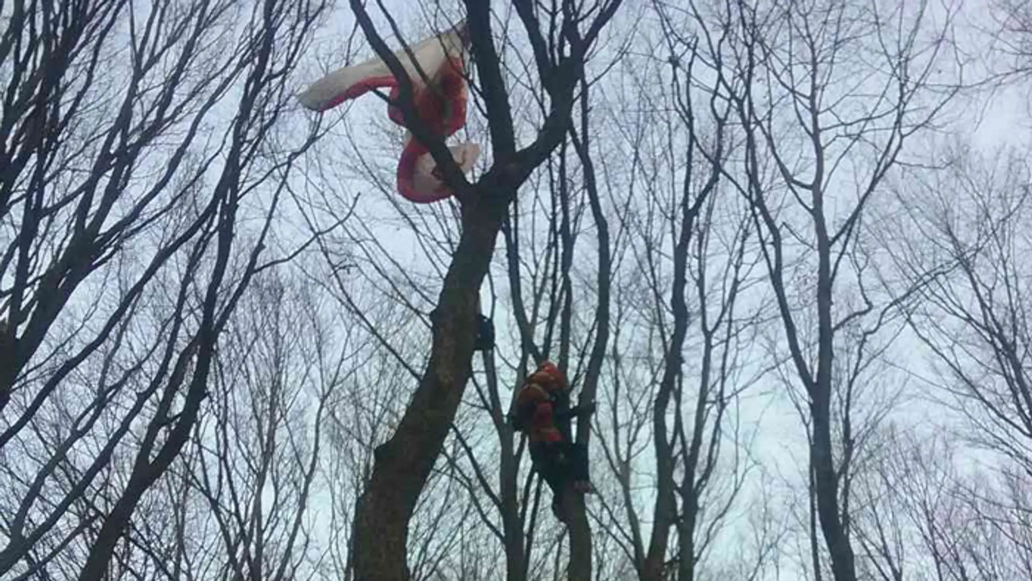 Paraglajdista na strome.