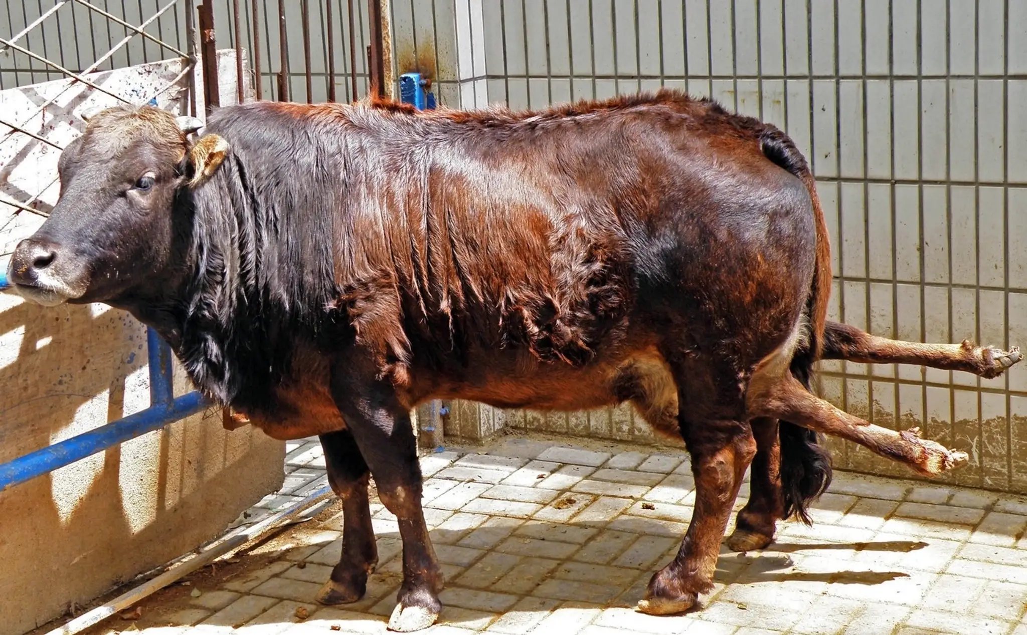 Krava so šiestimi nohami