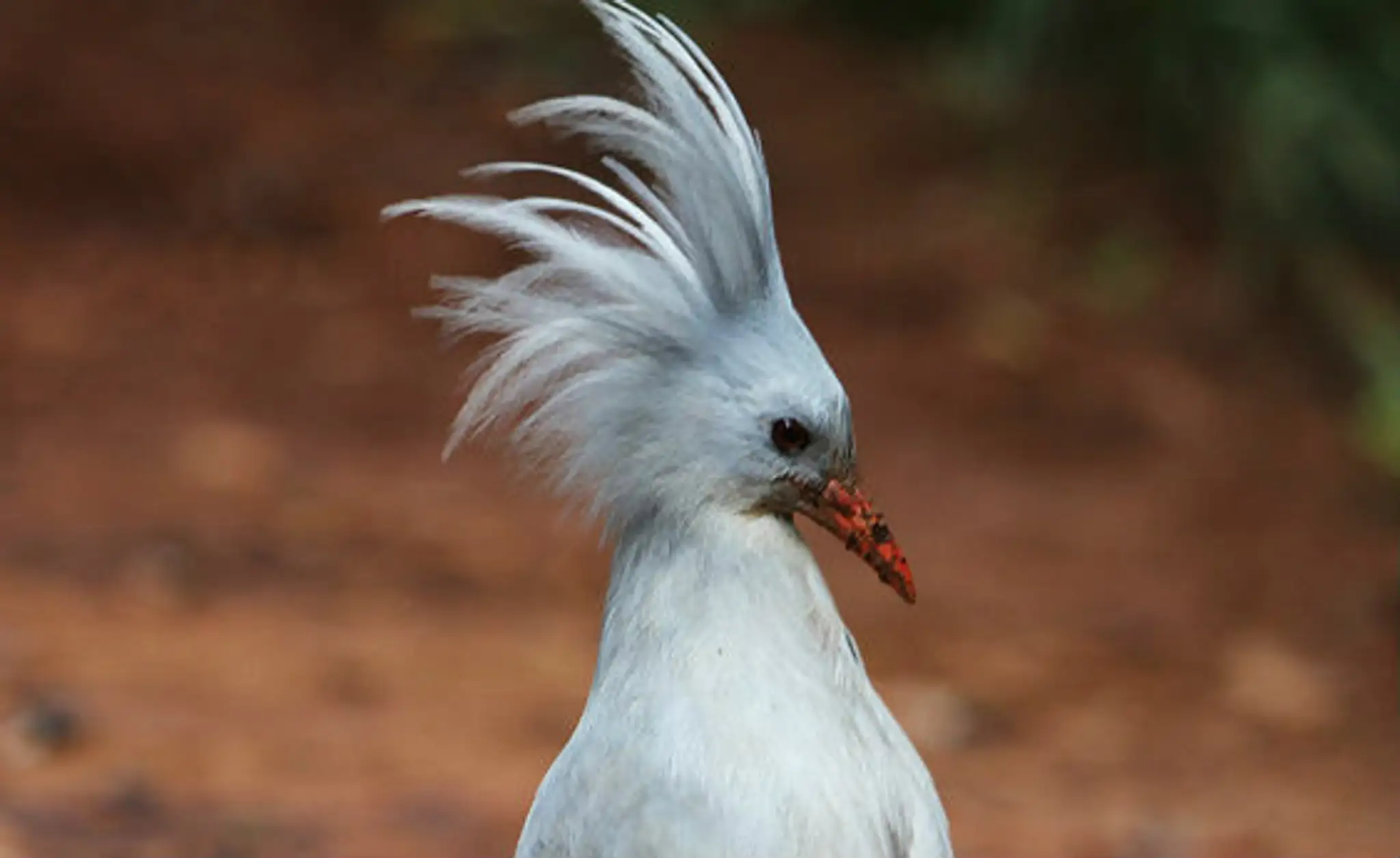 Kagu vlasatý malý.jpg