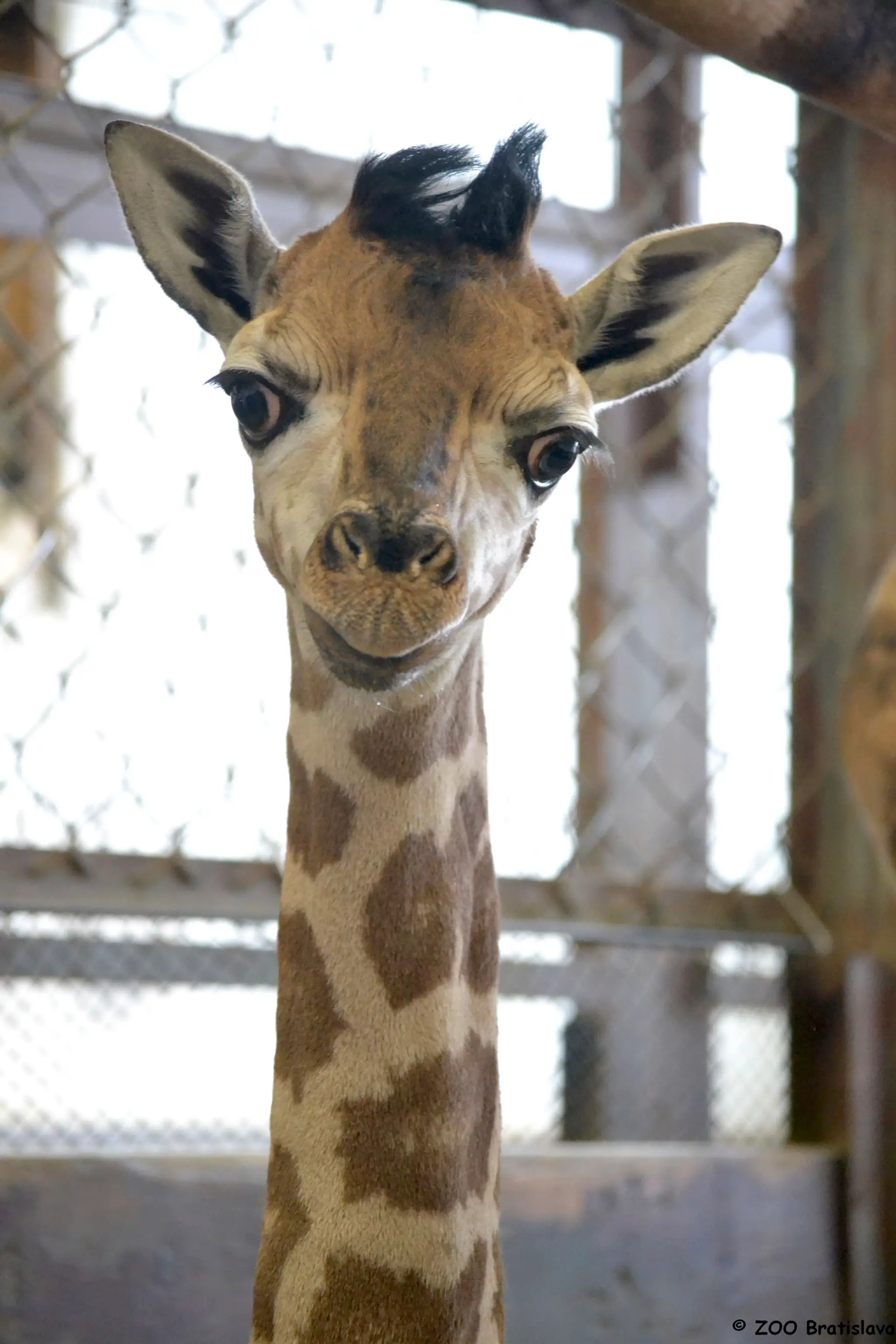 Nový prírastok v BA ZOO
