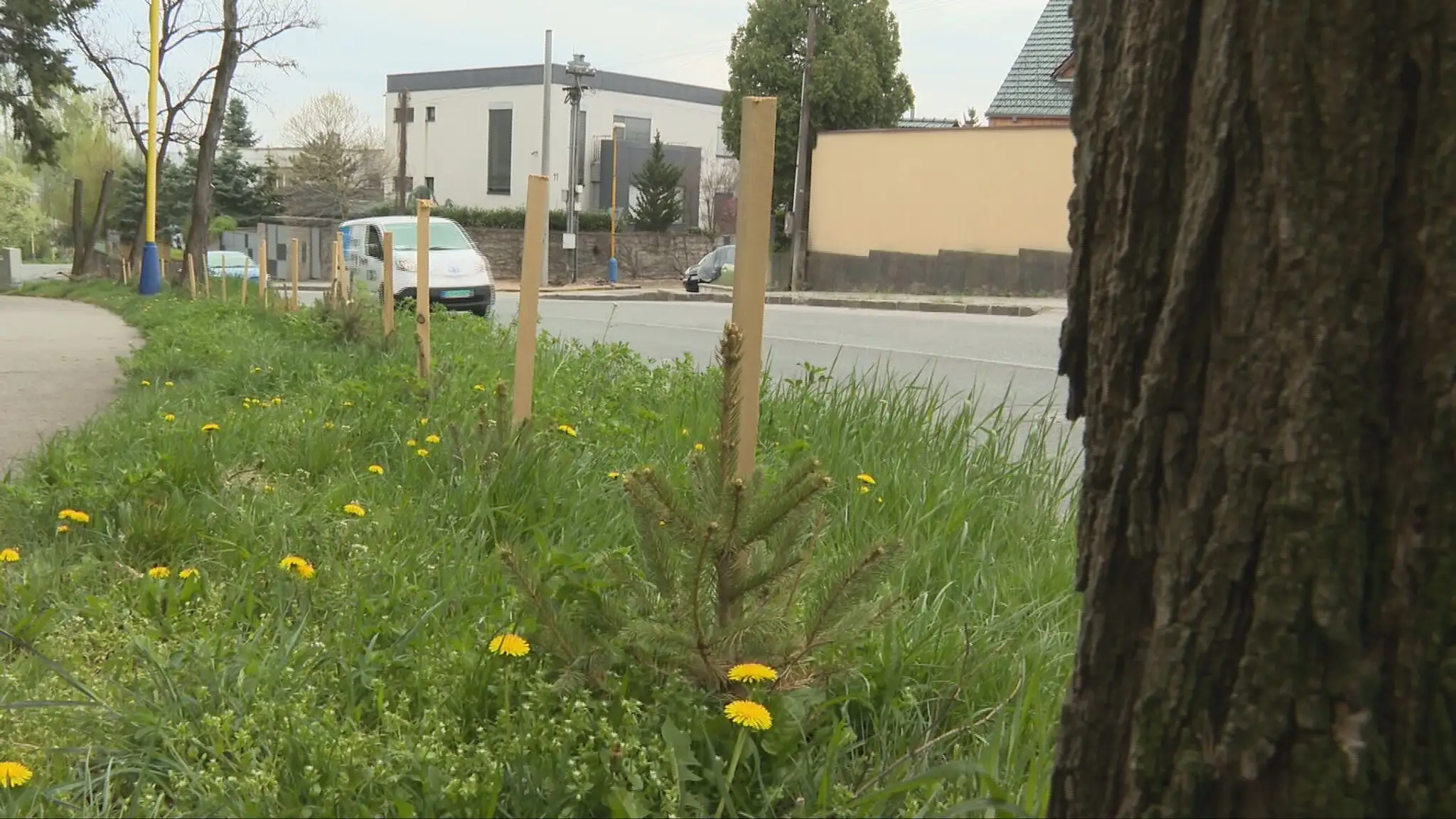 Dobrý úmysel občanov narazil na pravidlá v meste a stromčeky musia odstrániť.