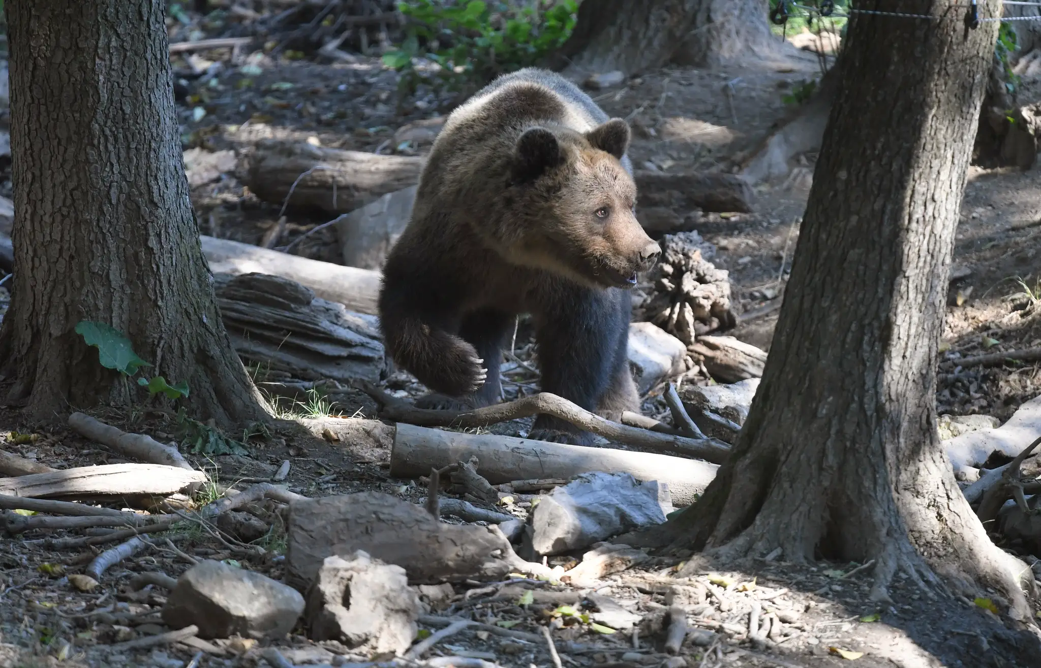 Na snímke z 18. augusta 2022 medveď hnedý v košickej zoologickej záhrade chodí po mieste, kde tiekol potok, ktorý kvôli nedostatku vlahy vyschol.