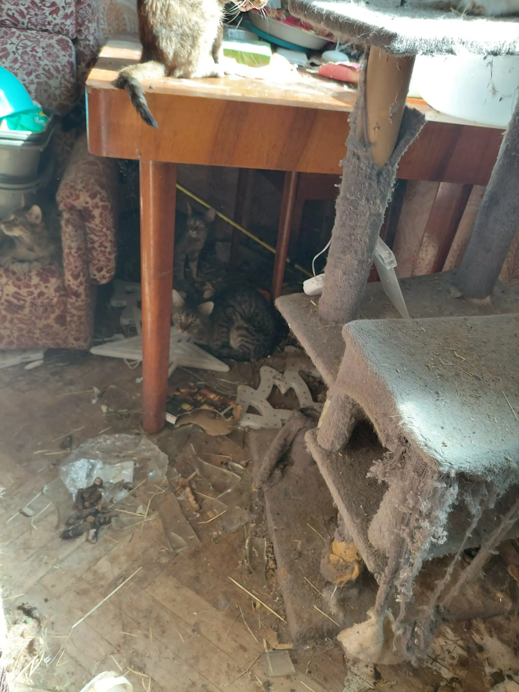 Katastrofálne podmienky a zanedbané zvieratá.