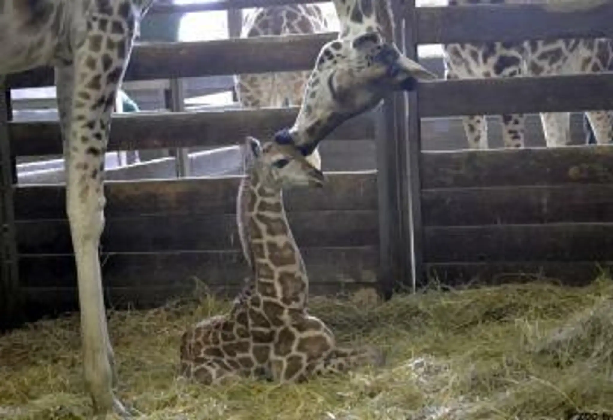 Nový prírastok v BA ZOO