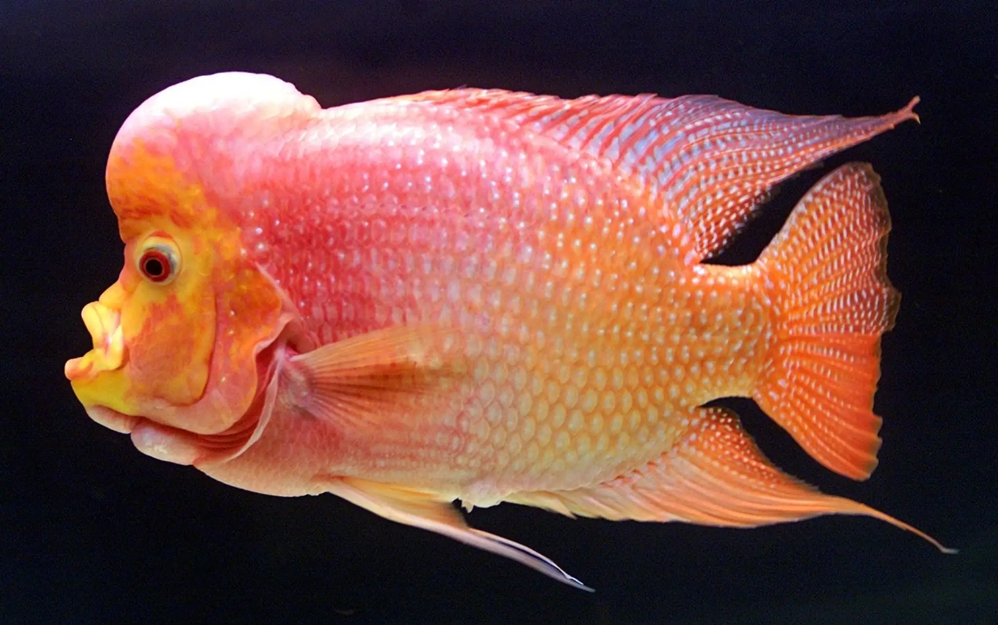 Cichlida Flowerhorn.