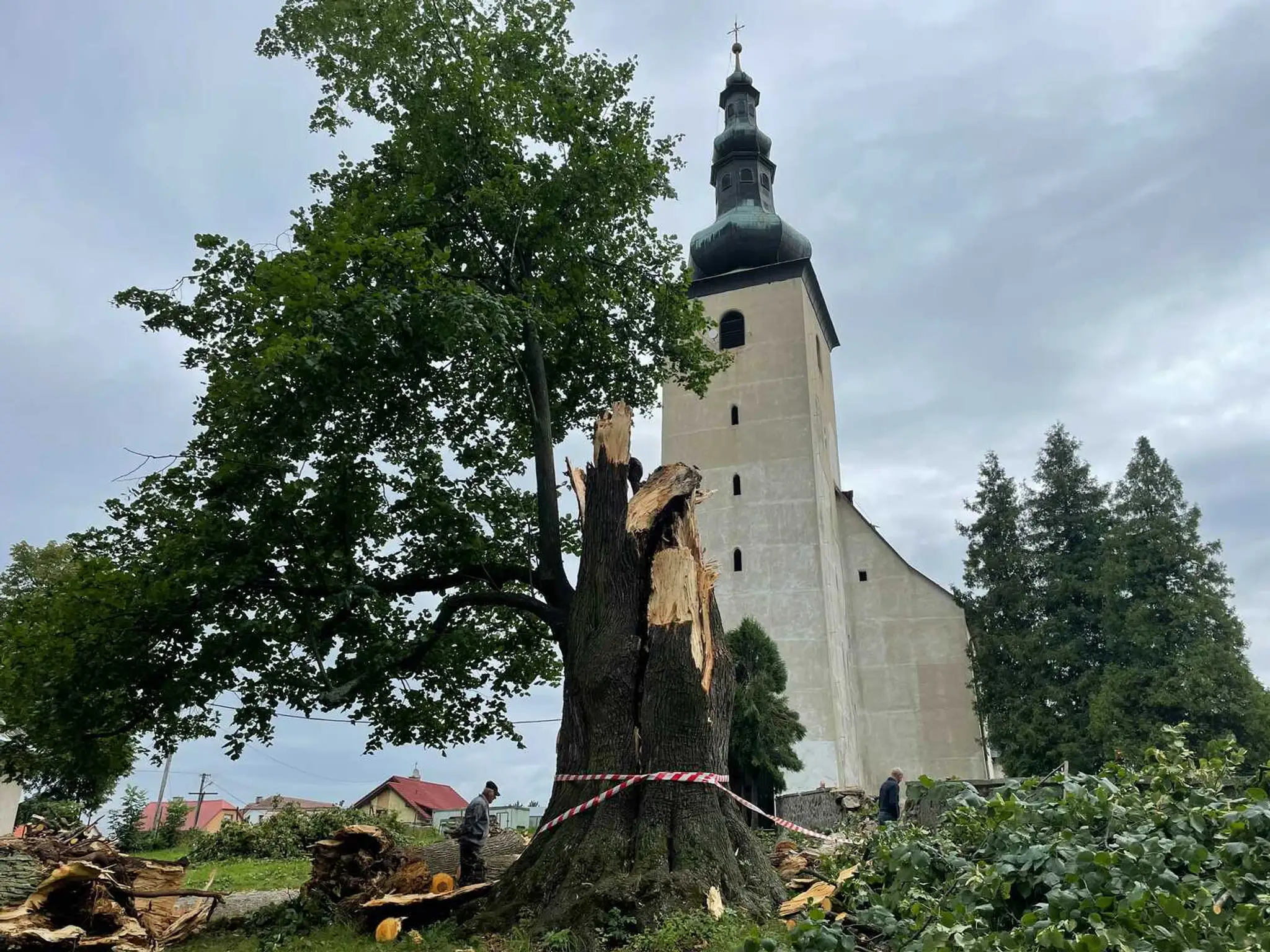 Veľká lipa mala 460 rokov.