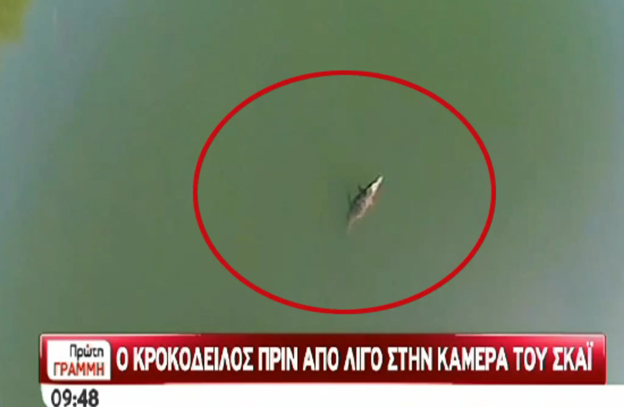 krokodil.jpg