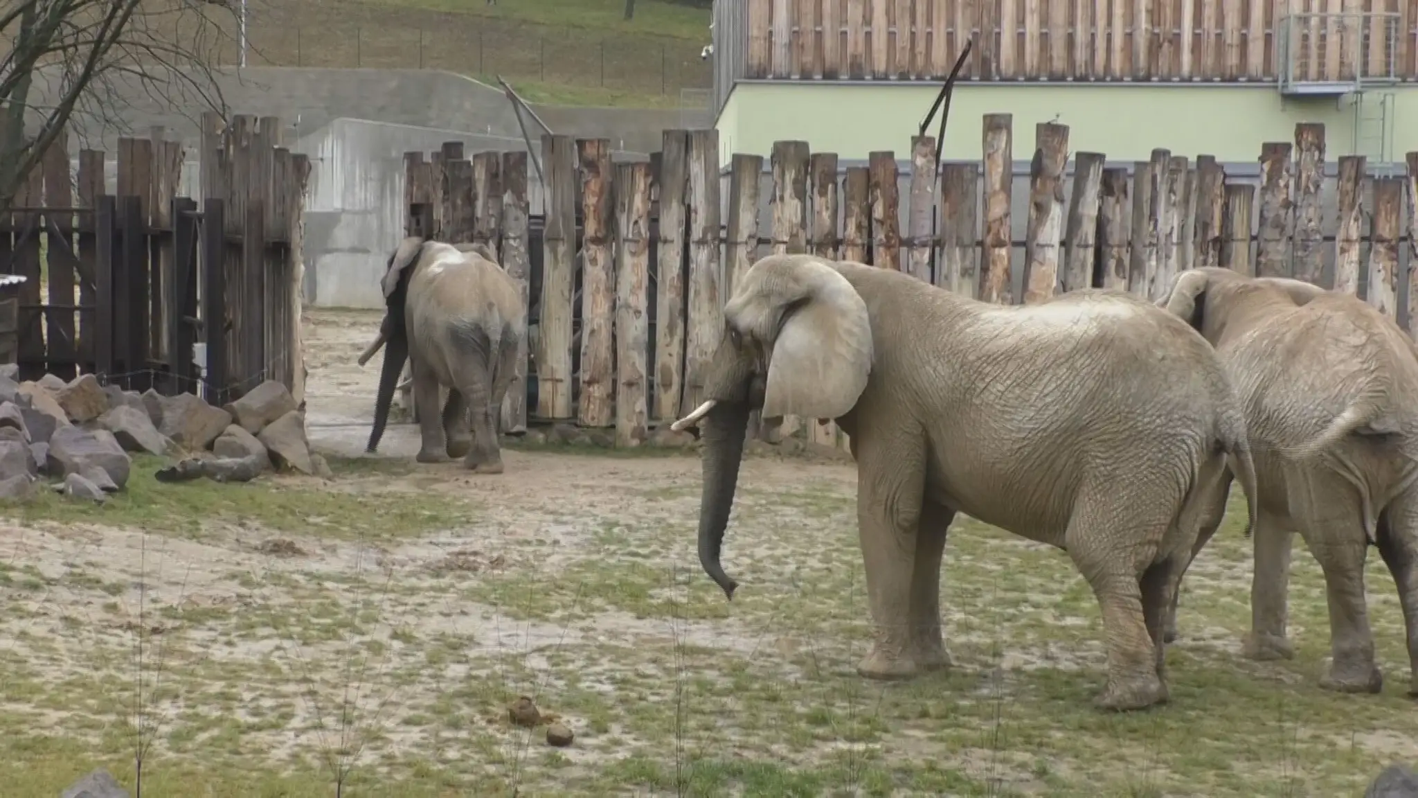 Slony v bojnickej ZOO.