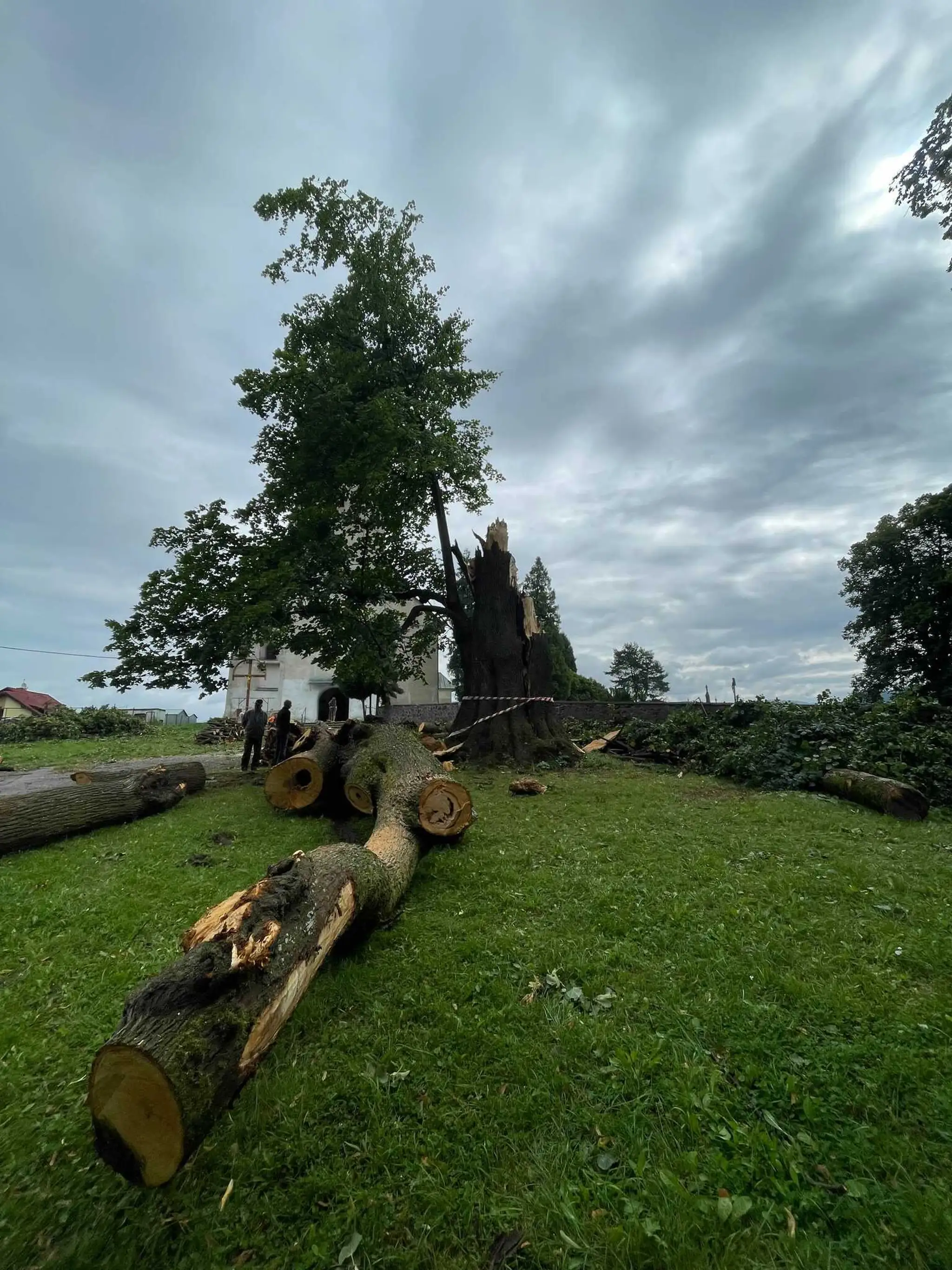 Veľká lipa mala 460 rokov.
