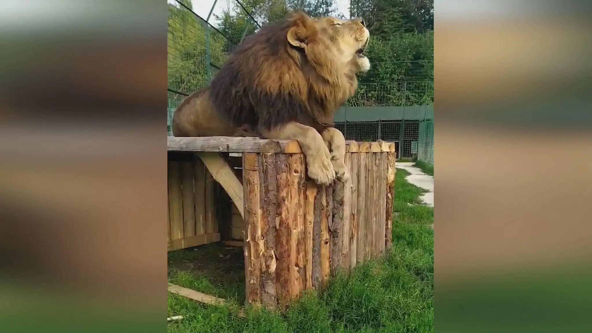 Lev v zoologickej záhrade