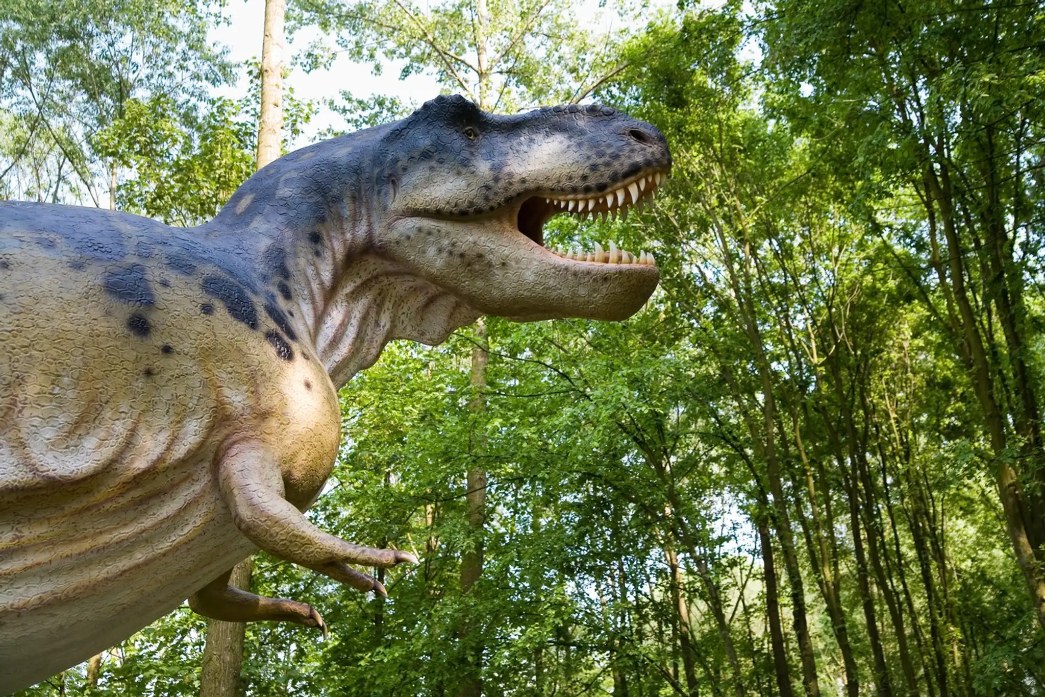 t rex