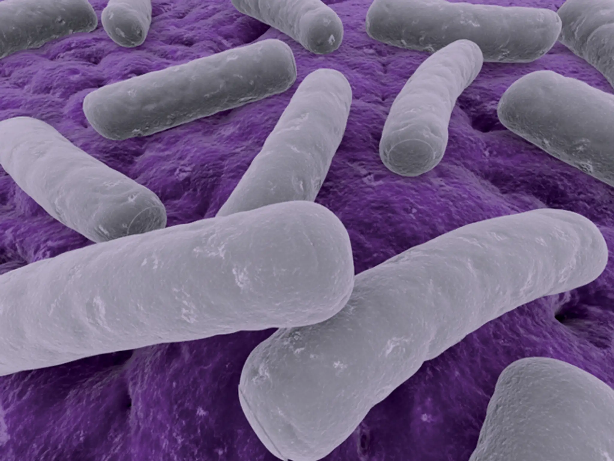 clostridia.jpeg