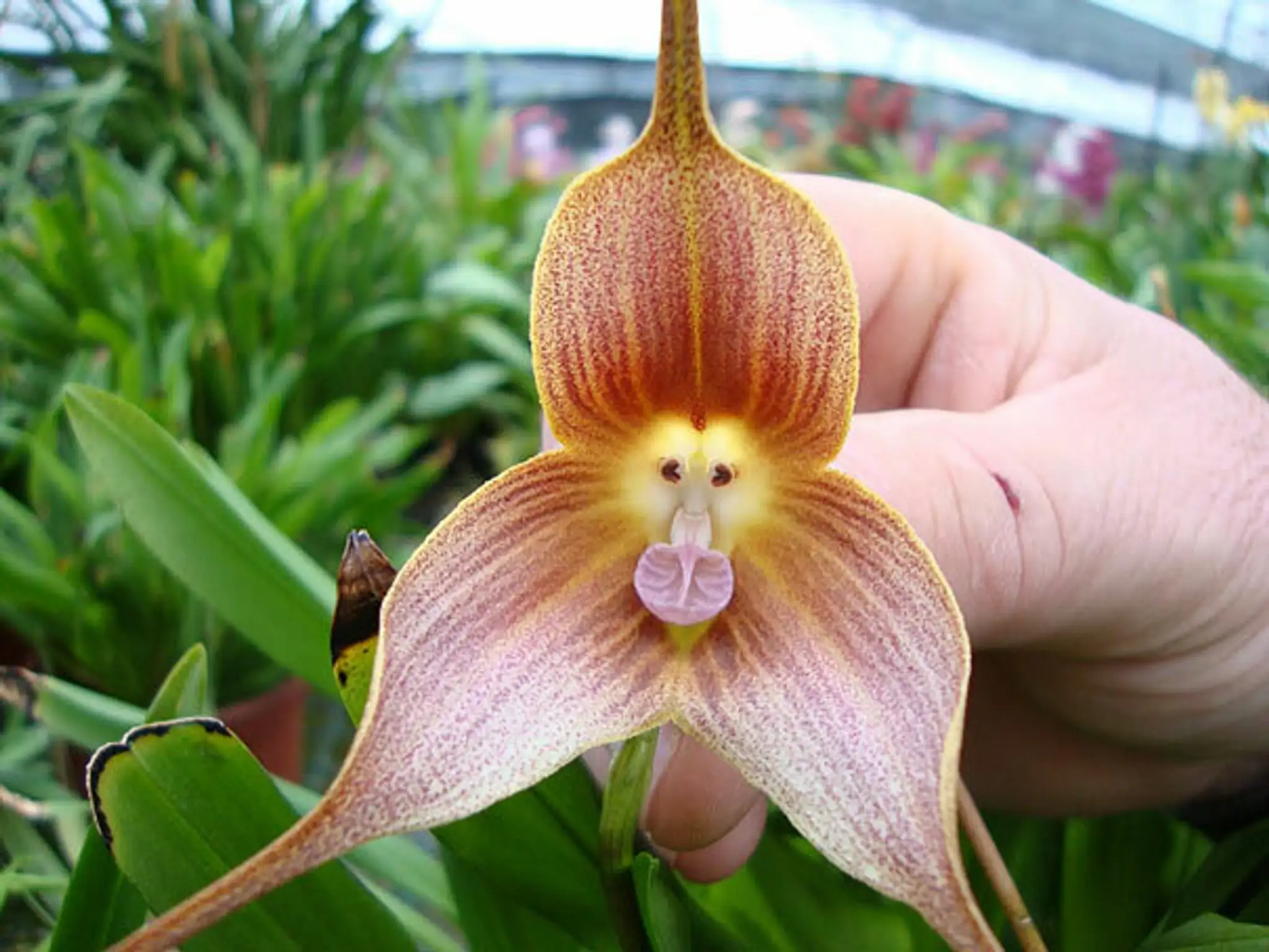 Kvet, ktorý vyzerá ako živý. Monkey Face Orchid (Dracula Simia)