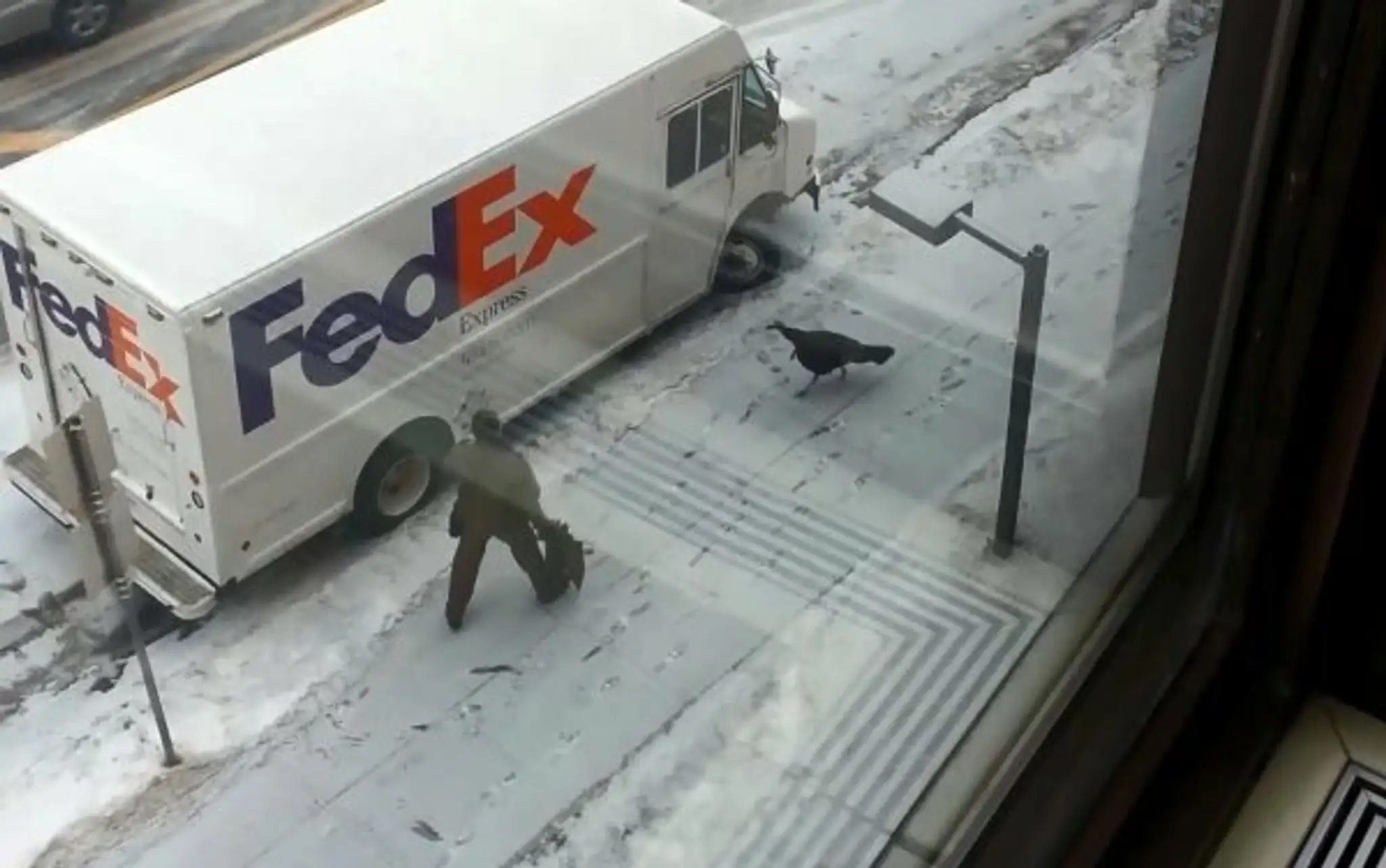 angry-turkey-chases-the-UPS-driver.jpg